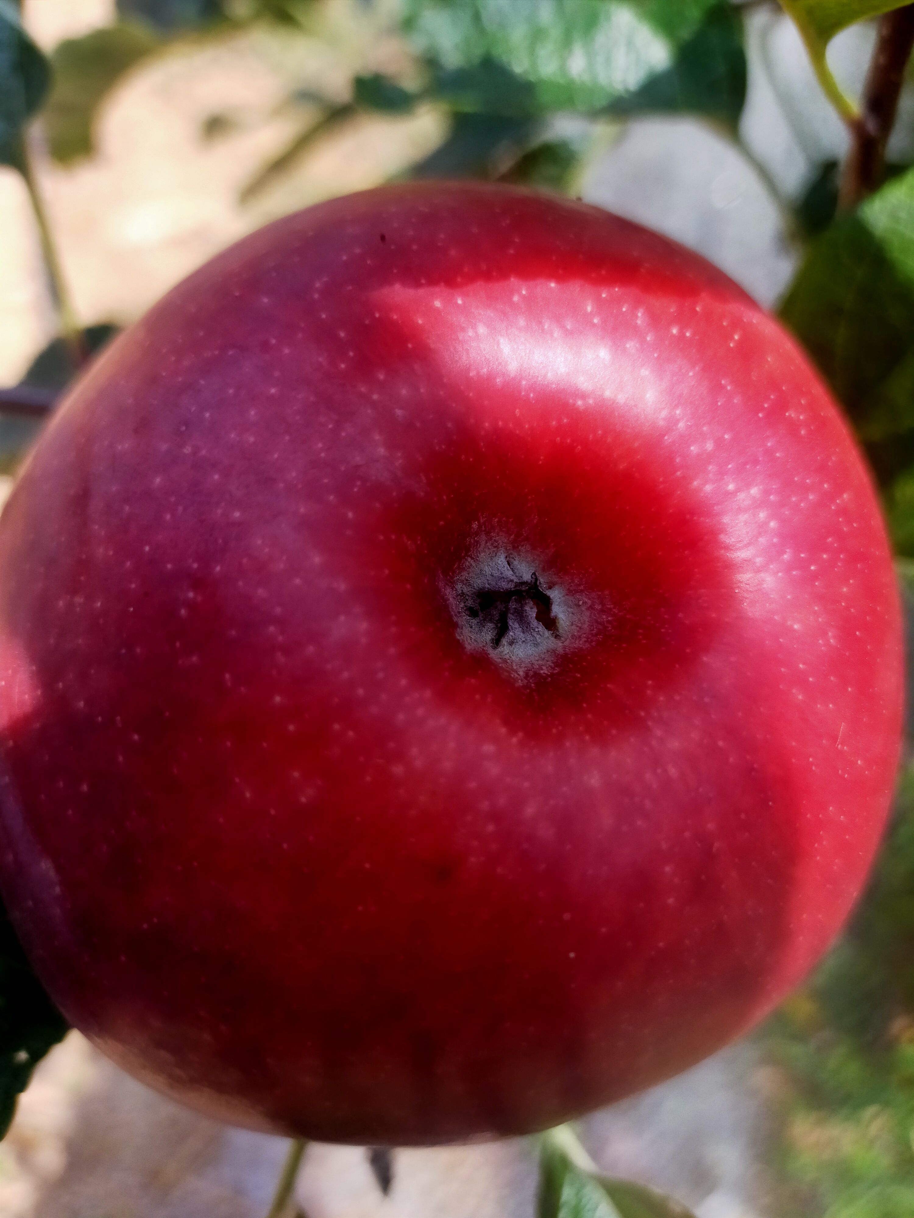  金帅，美八，红将军苹果大量现货