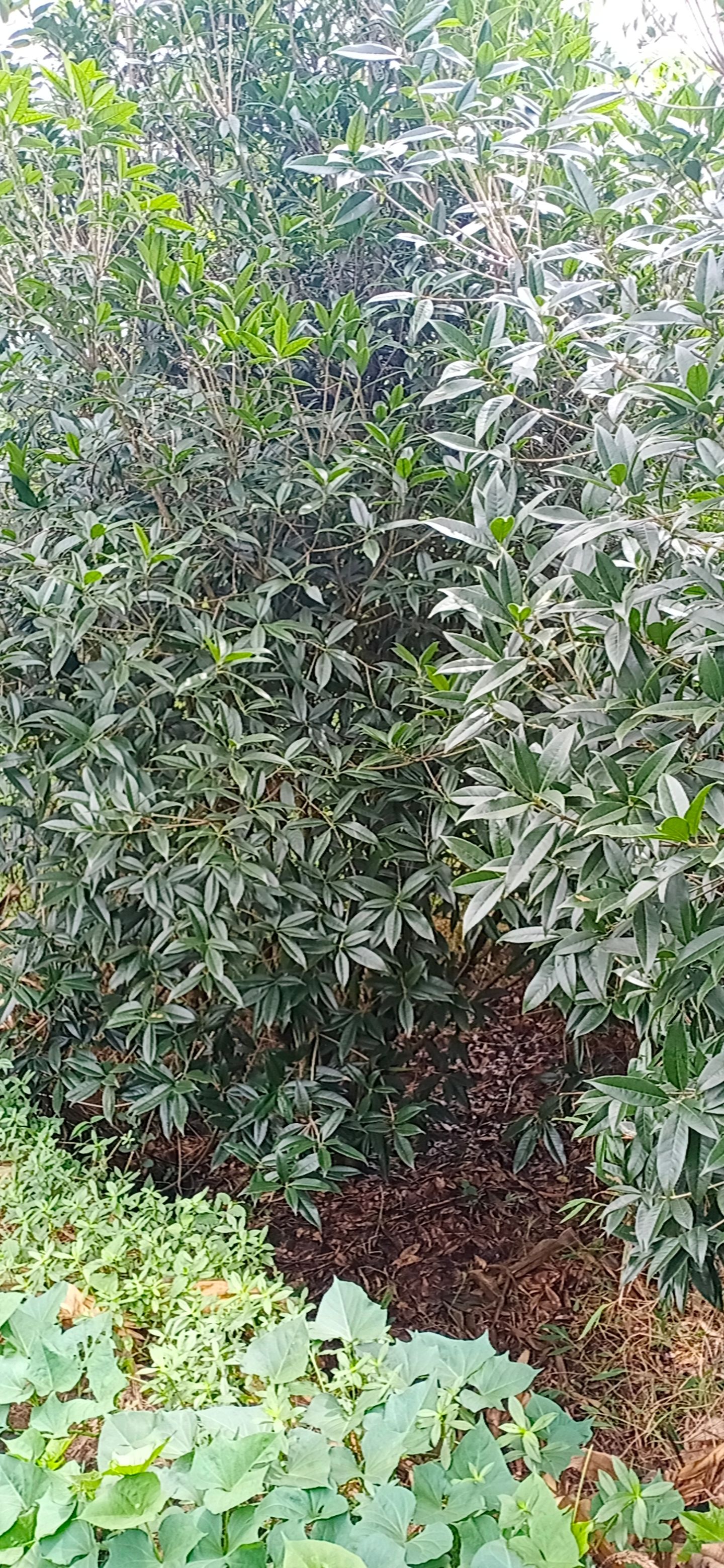  丛生丹桂