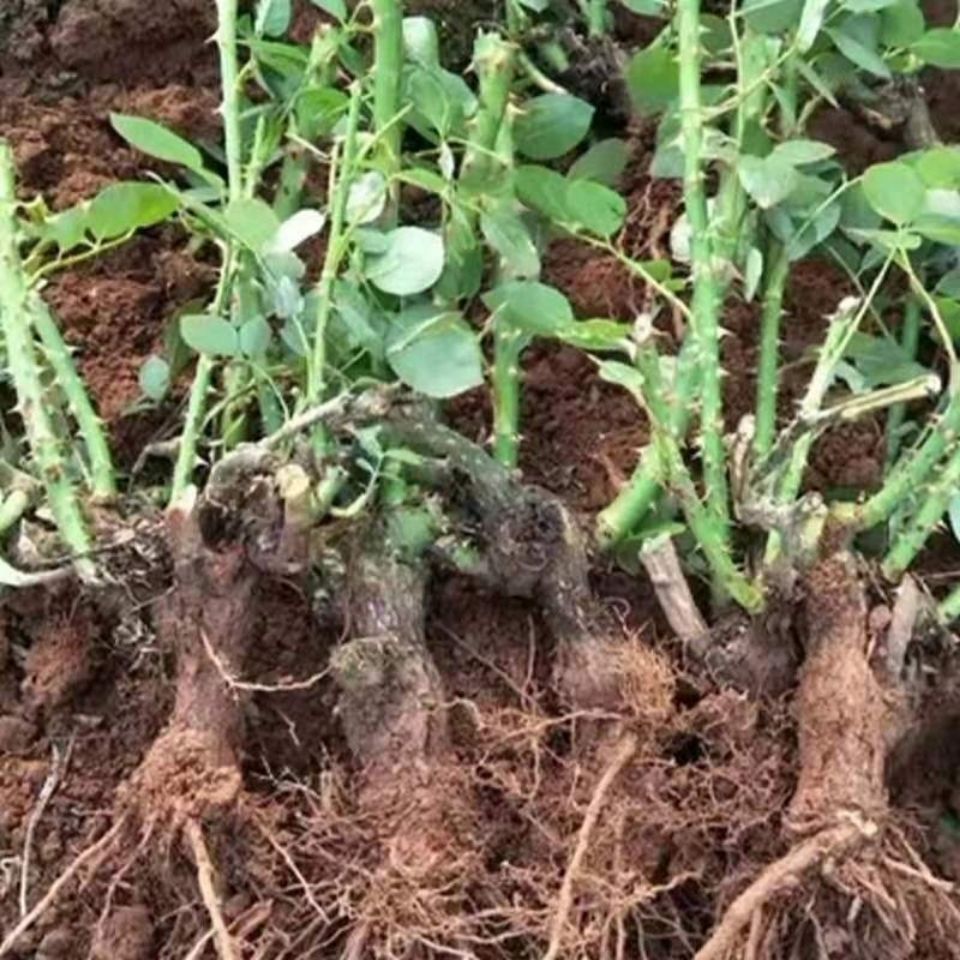 红玫瑰  玫瑰大苗 老桩月季花种苗 绿化工程苗 盆栽苗 卡罗