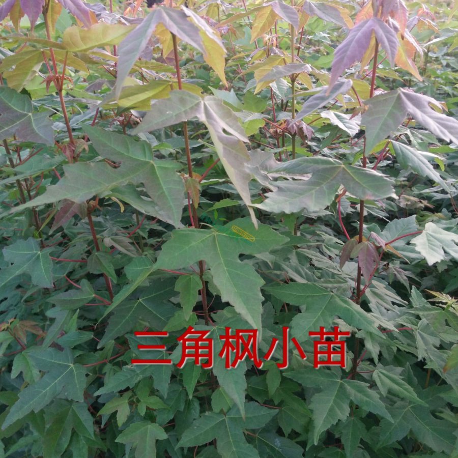  九江苗圃基地大量批发三角枫小苗，0.5－2公分三角枫小苗基地