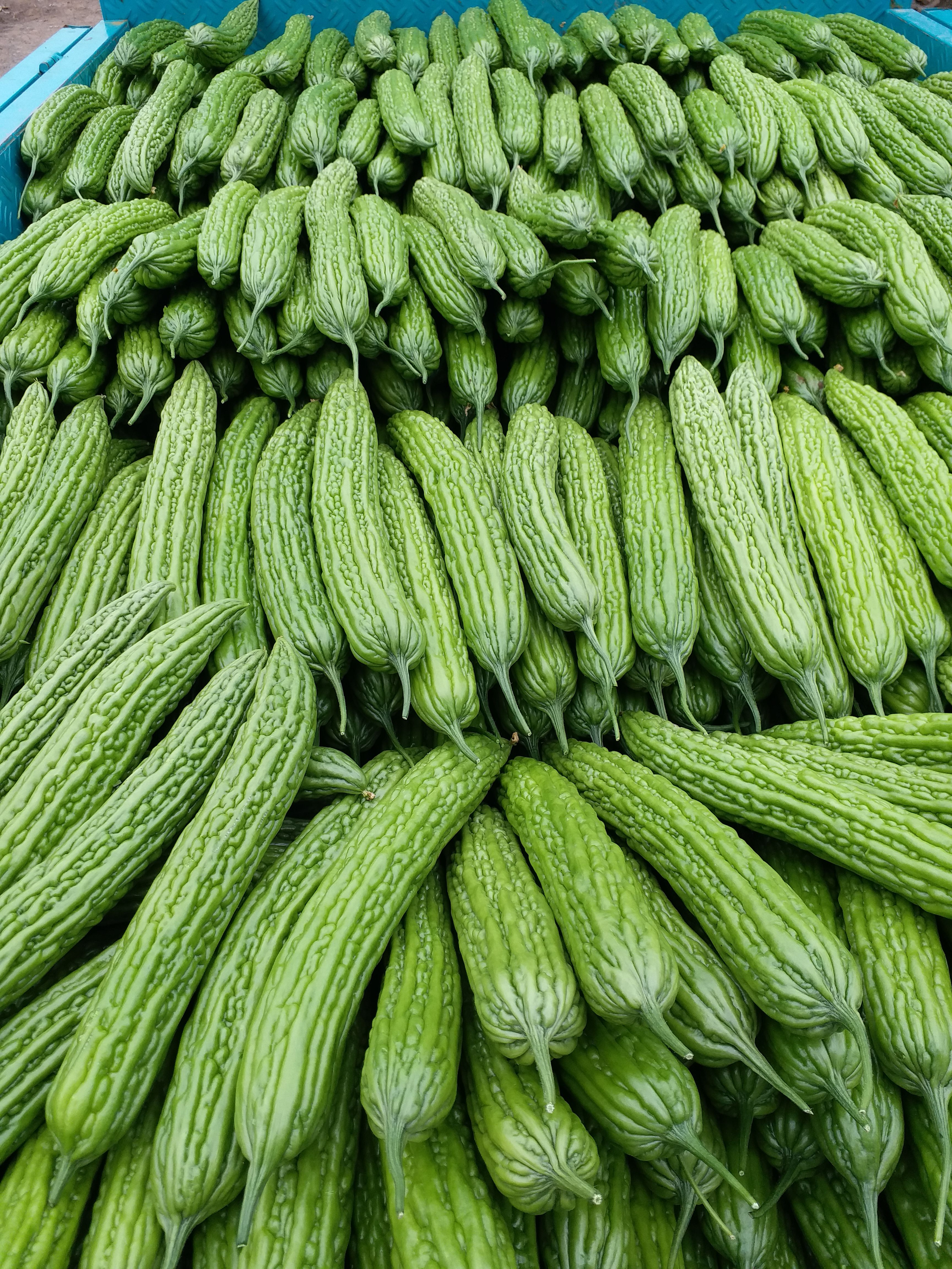 绿苦瓜  优质精品苦瓜大量上市供应中