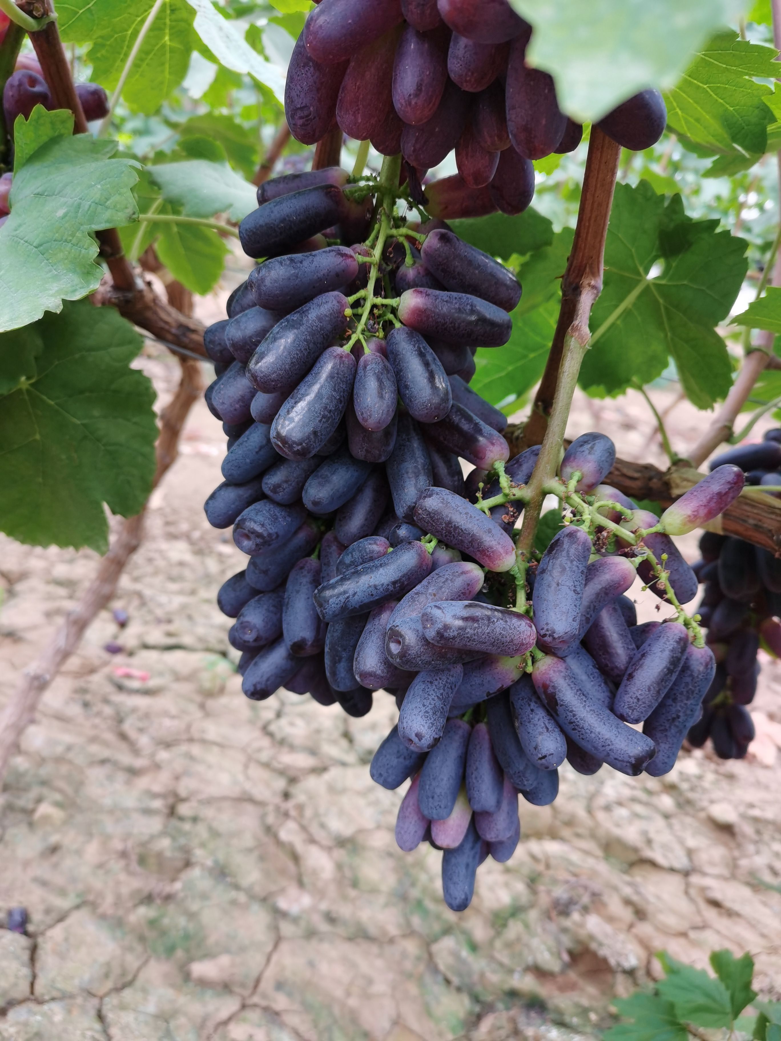 蓝宝石葡萄 葡萄