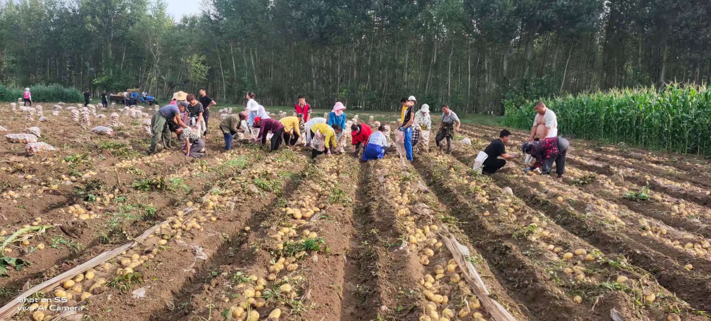 吉林土豆-优金885荷兰15系列大量上市供应全国