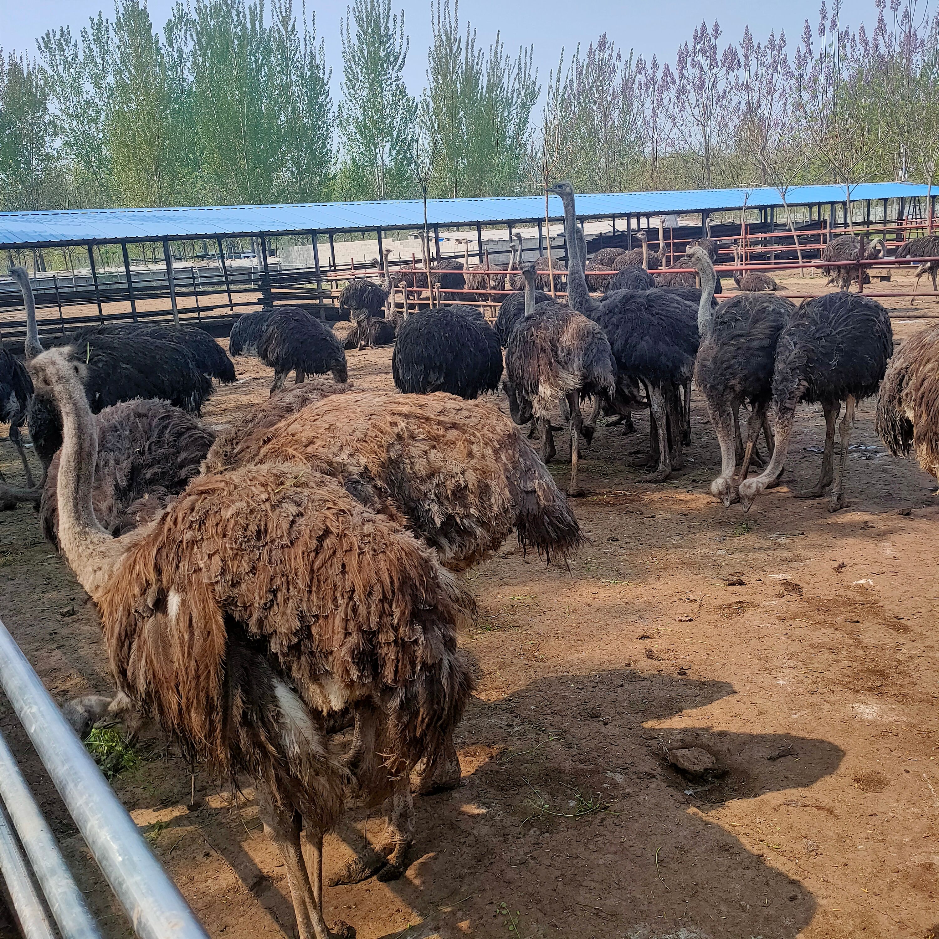 鸵鸟非洲鸵鸟苗活体自养自销三百斤下蛋成年鸸鹋包邮2021鸵鸟