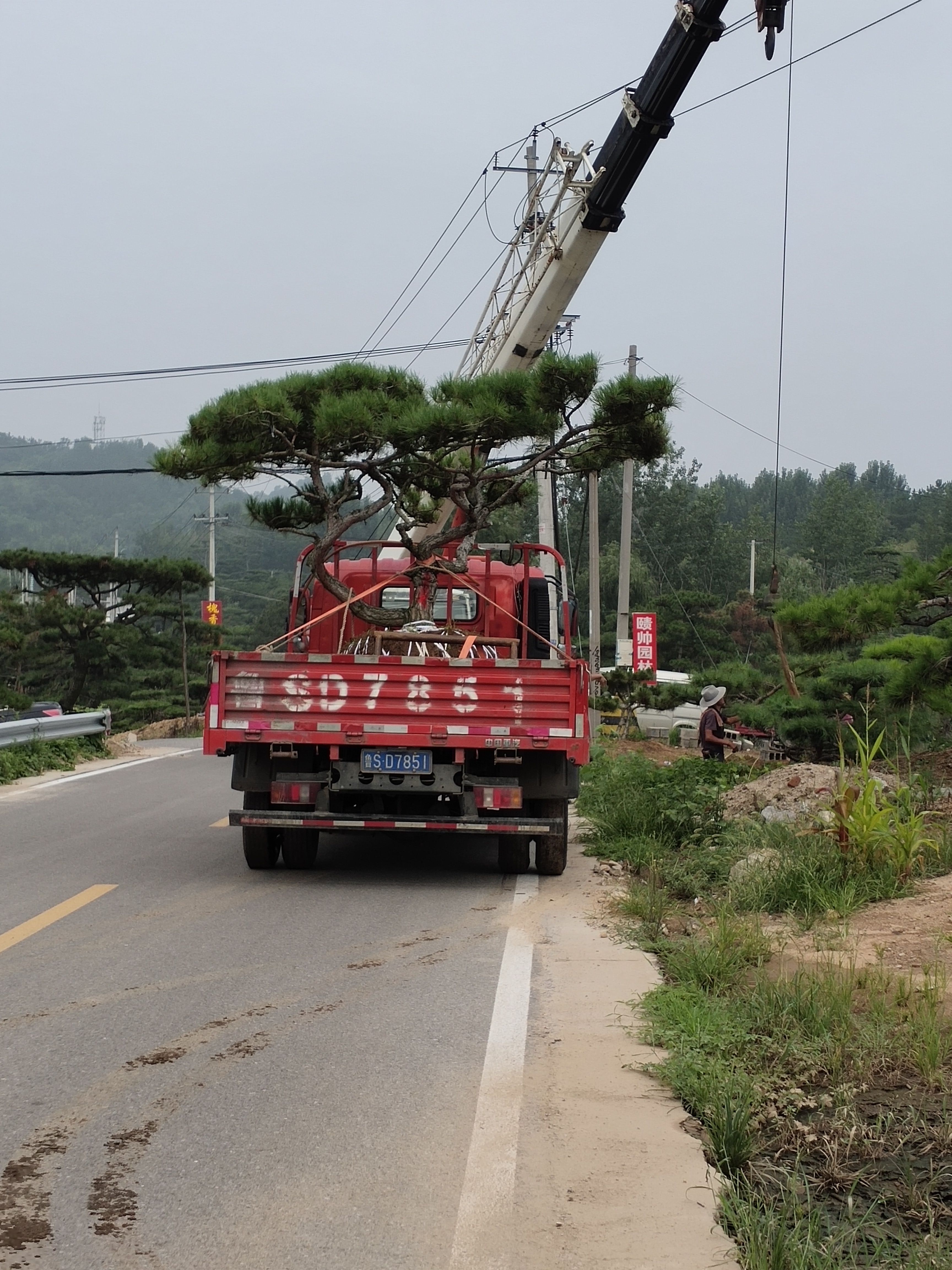 造型黑松，造型油松，造型景观松，平顶松，迎客松