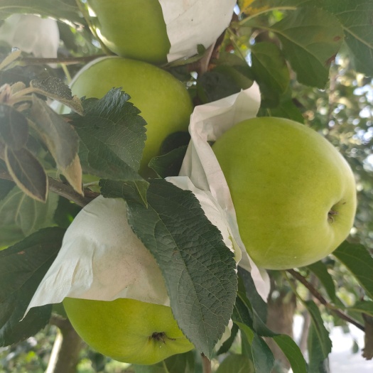 汉源县汉源青苹果大量上市