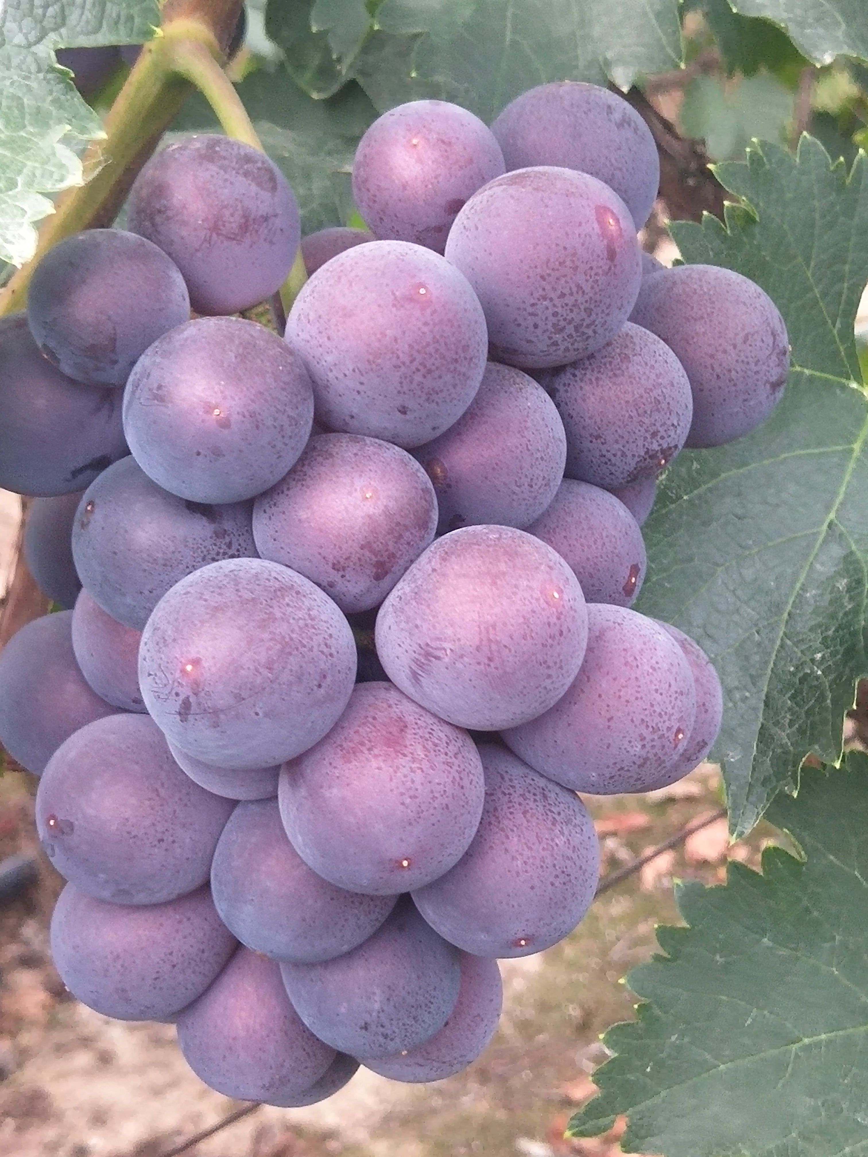 新上市头摘露天千亩果园，皮薄肉多，口感好