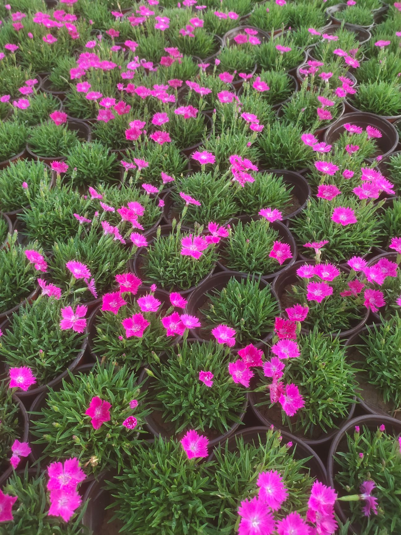 双色盆欧石竹 欧石竹产地 大杯欧石竹 欧石竹价格 花期长的花