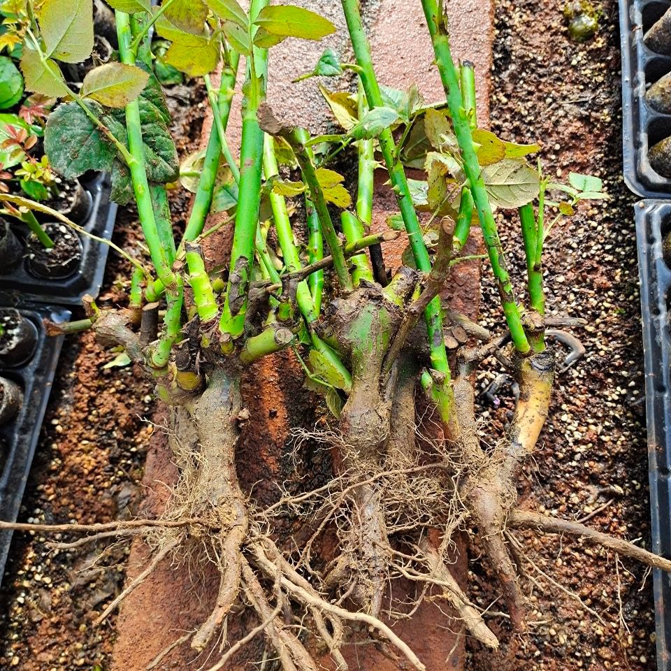 红玫瑰  玫瑰大苗 老桩月季花种苗 绿化工程苗 盆栽苗 卡罗