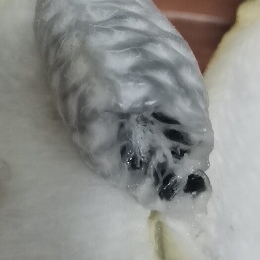 紫云县 八月瓜八月炸农家人种植