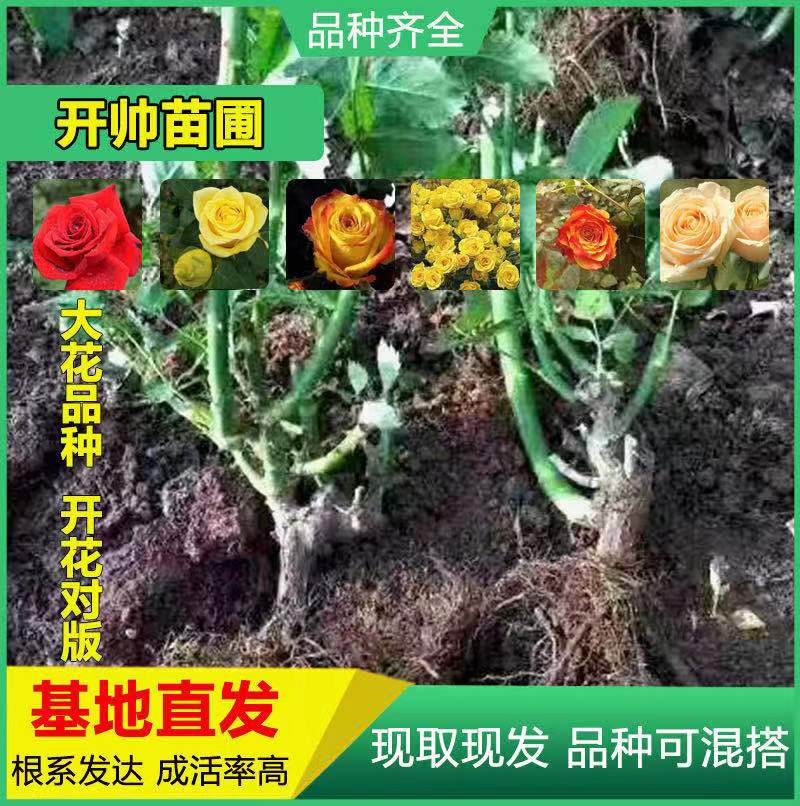 红玫瑰  玫瑰大苗 老桩月季花种苗 绿化工程苗 盆栽苗 卡罗