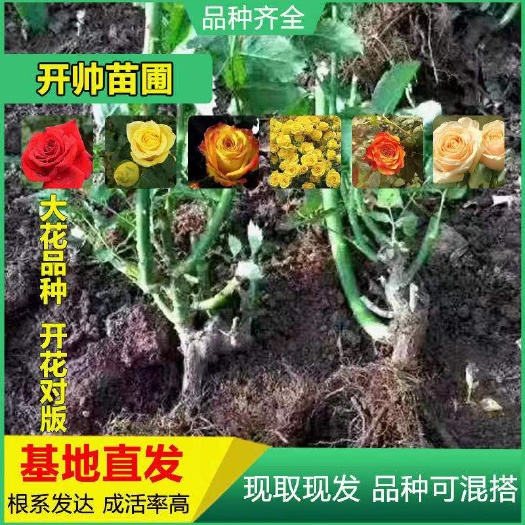 昆明红玫瑰  玫瑰大苗 老桩月季花种苗 绿化工程苗 盆栽苗 卡罗
