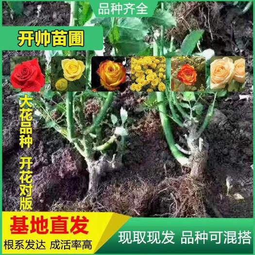 红玫瑰  玫瑰大苗 老桩月季花种苗 绿化工程苗 盆栽苗 卡罗