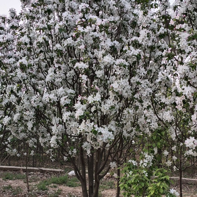 海棠树，海棠苗，八棱海棠树苗批发零售