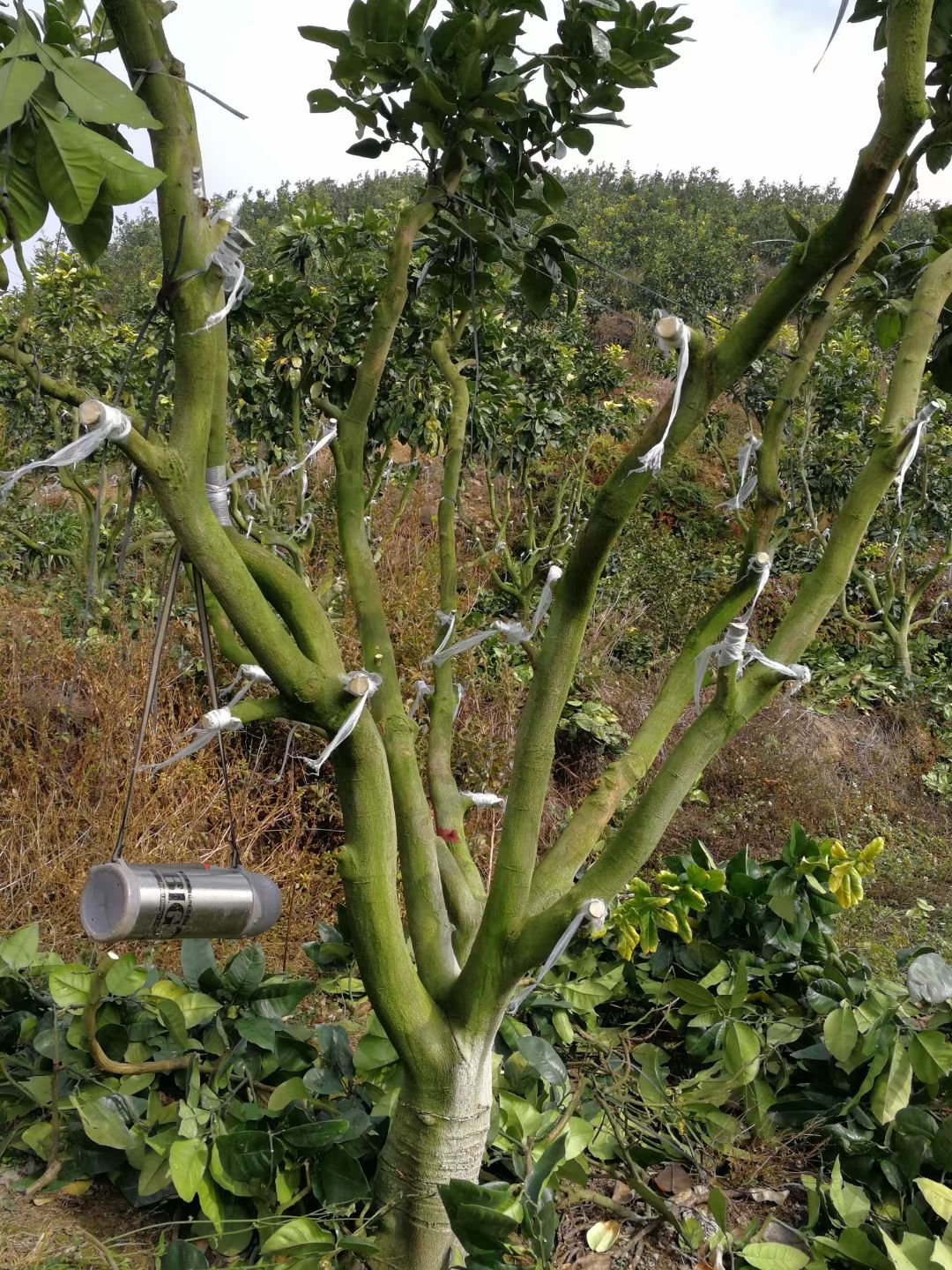 长叶香橙枝条，产地品种、放心购买。