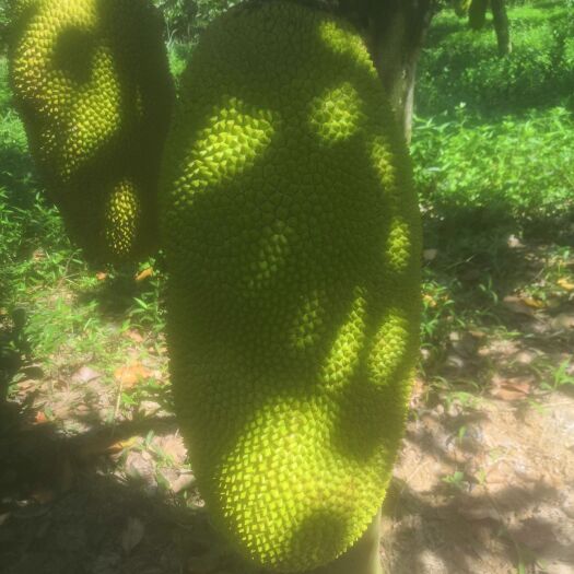儋州市 海南菠萝蜜