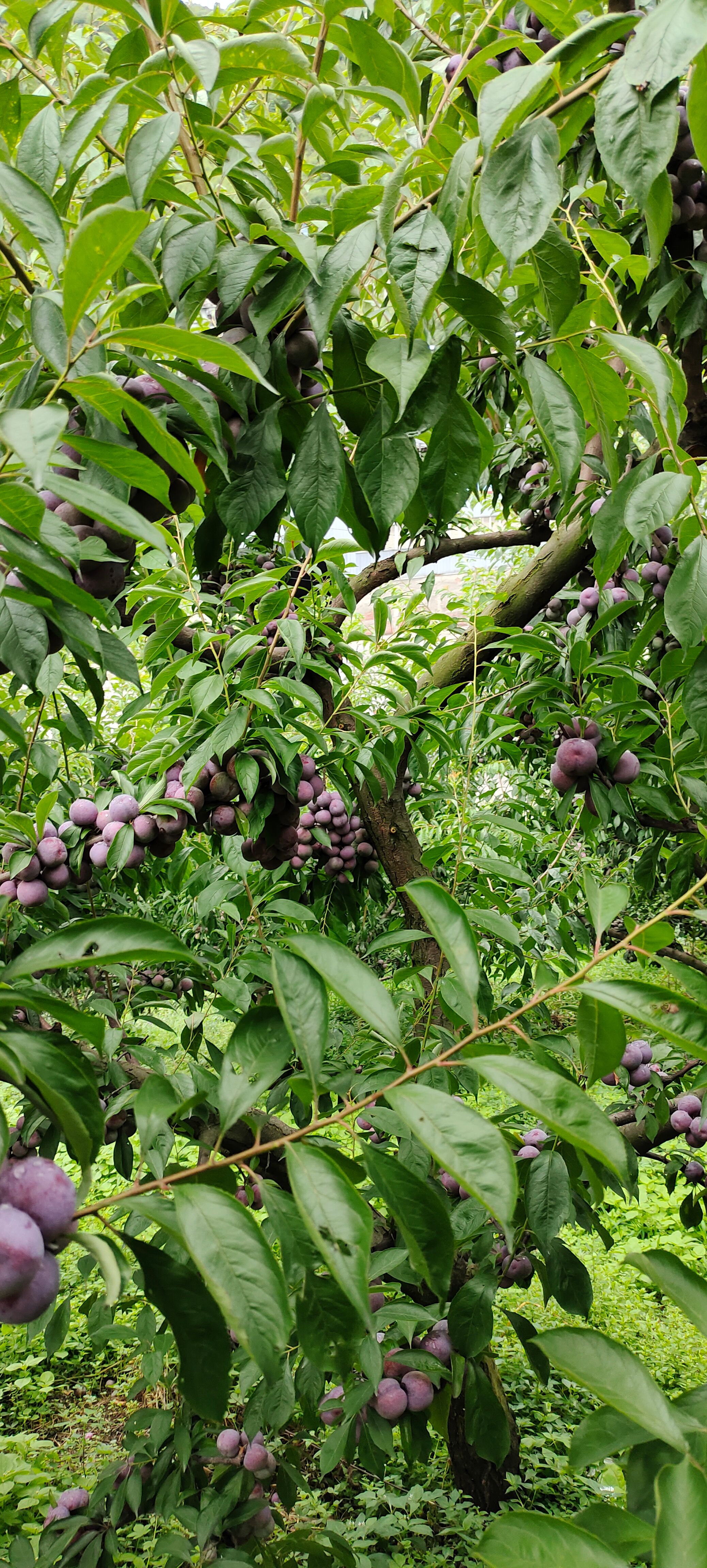 茂县脆红李