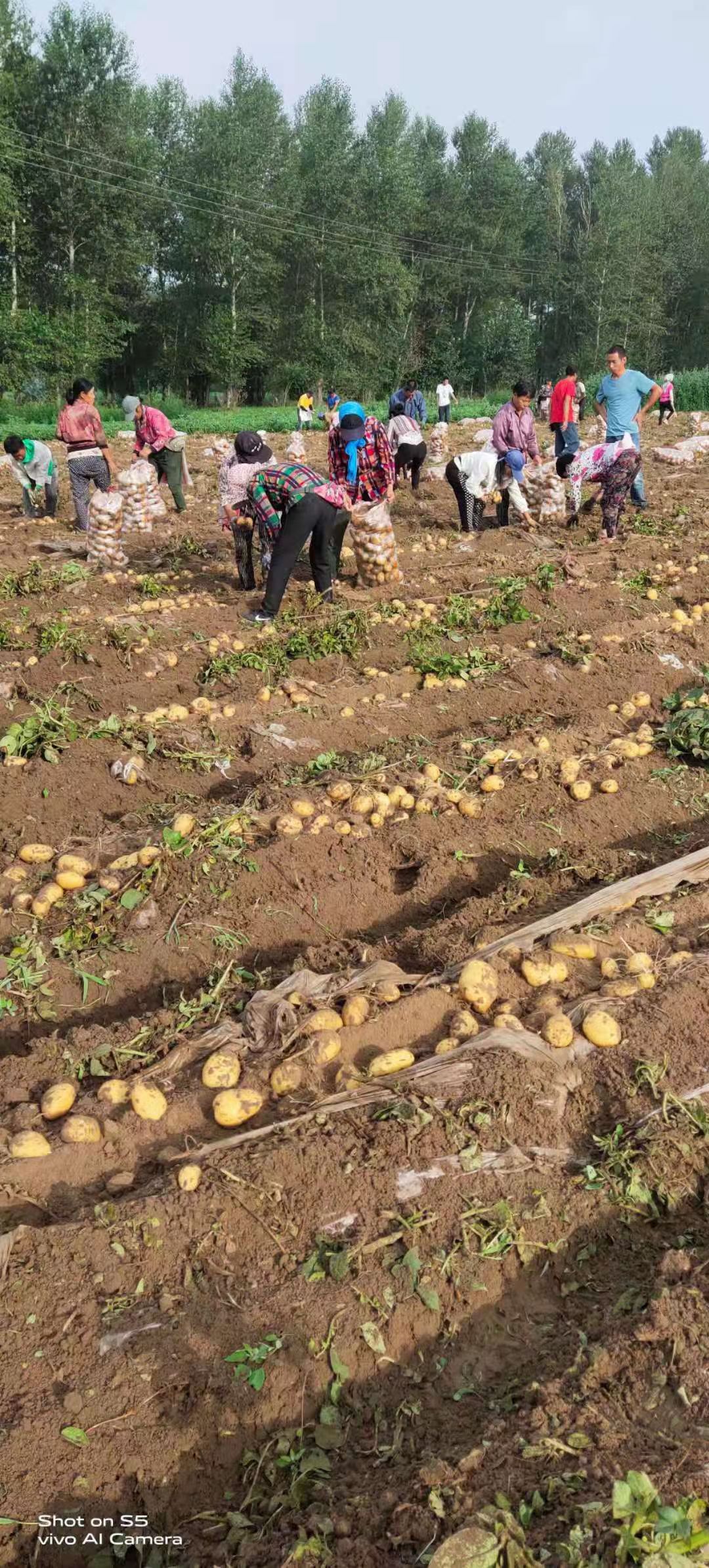 吉林土豆-优金885荷兰15系列大量上市供应全国