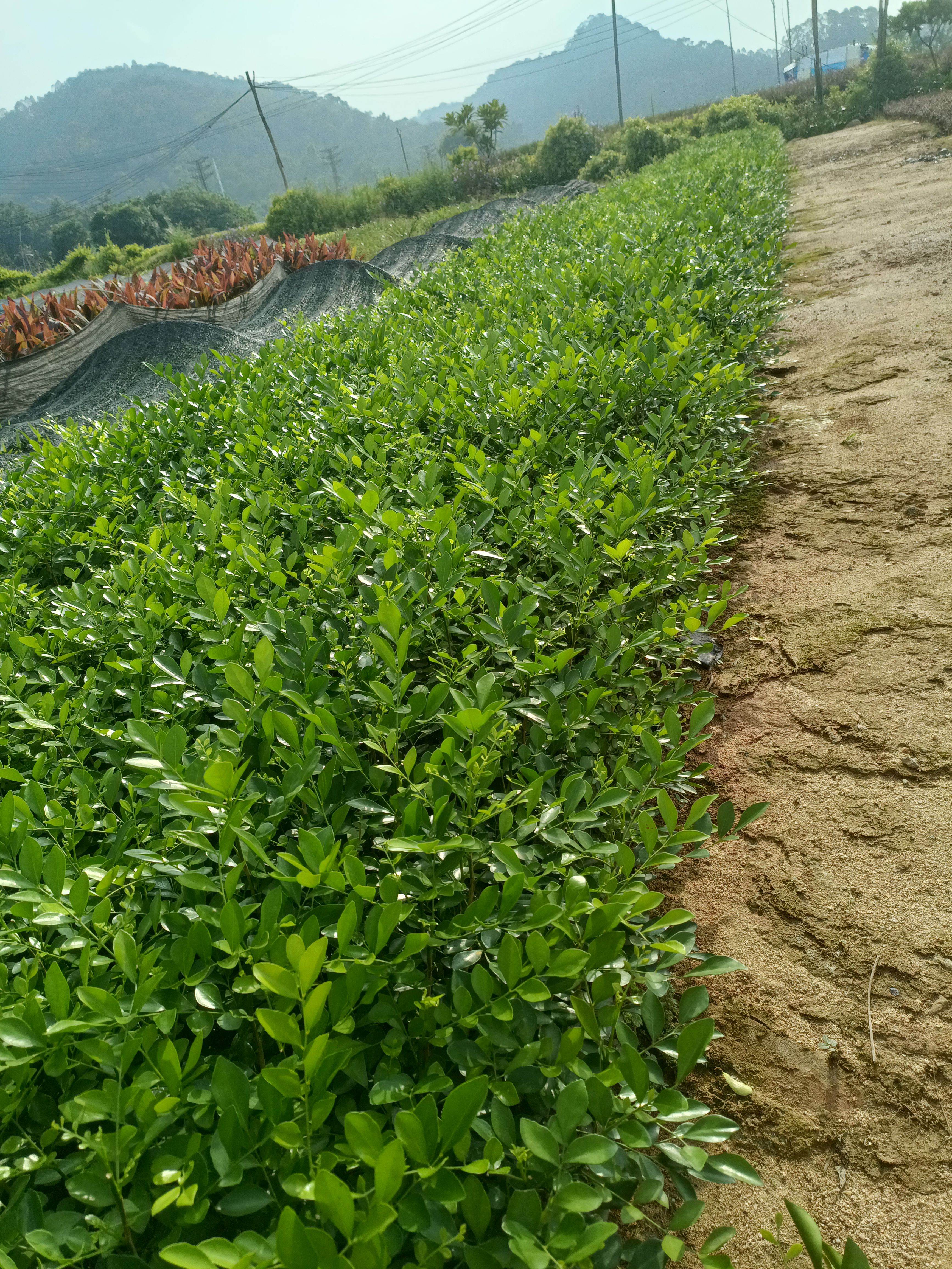 广西九里香 九里香