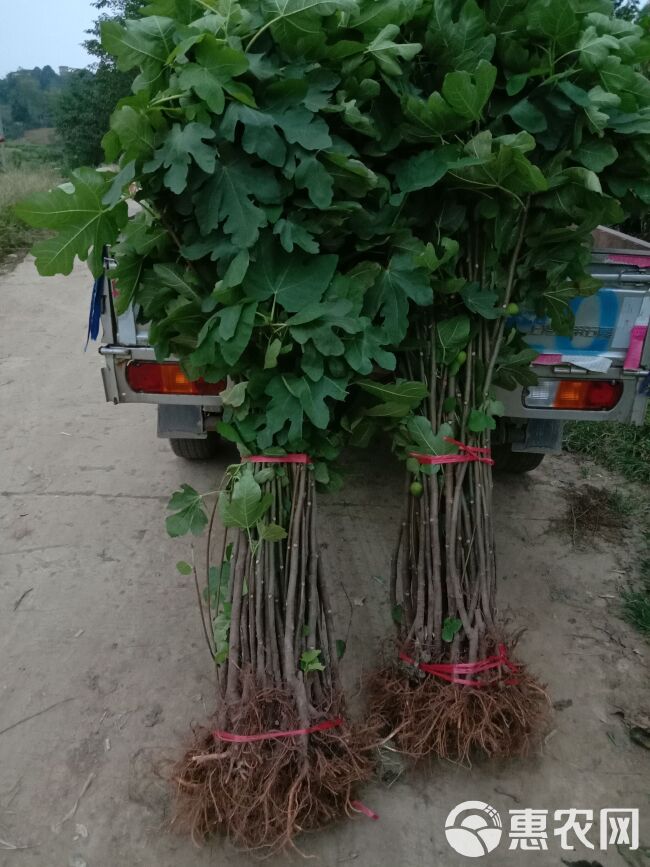 波姬红无花果苗  波姫红无花果苗大果型签订合同