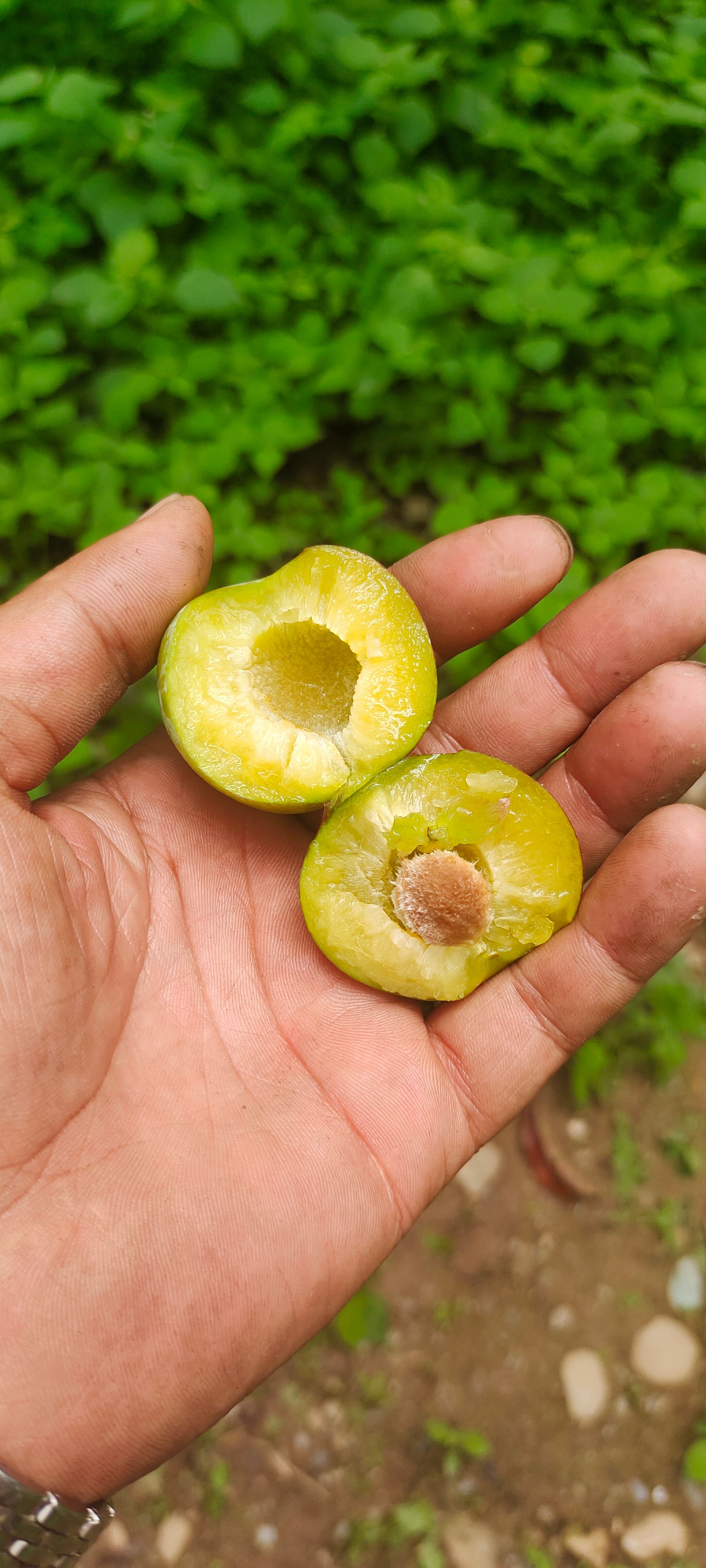 茂县脆红李
