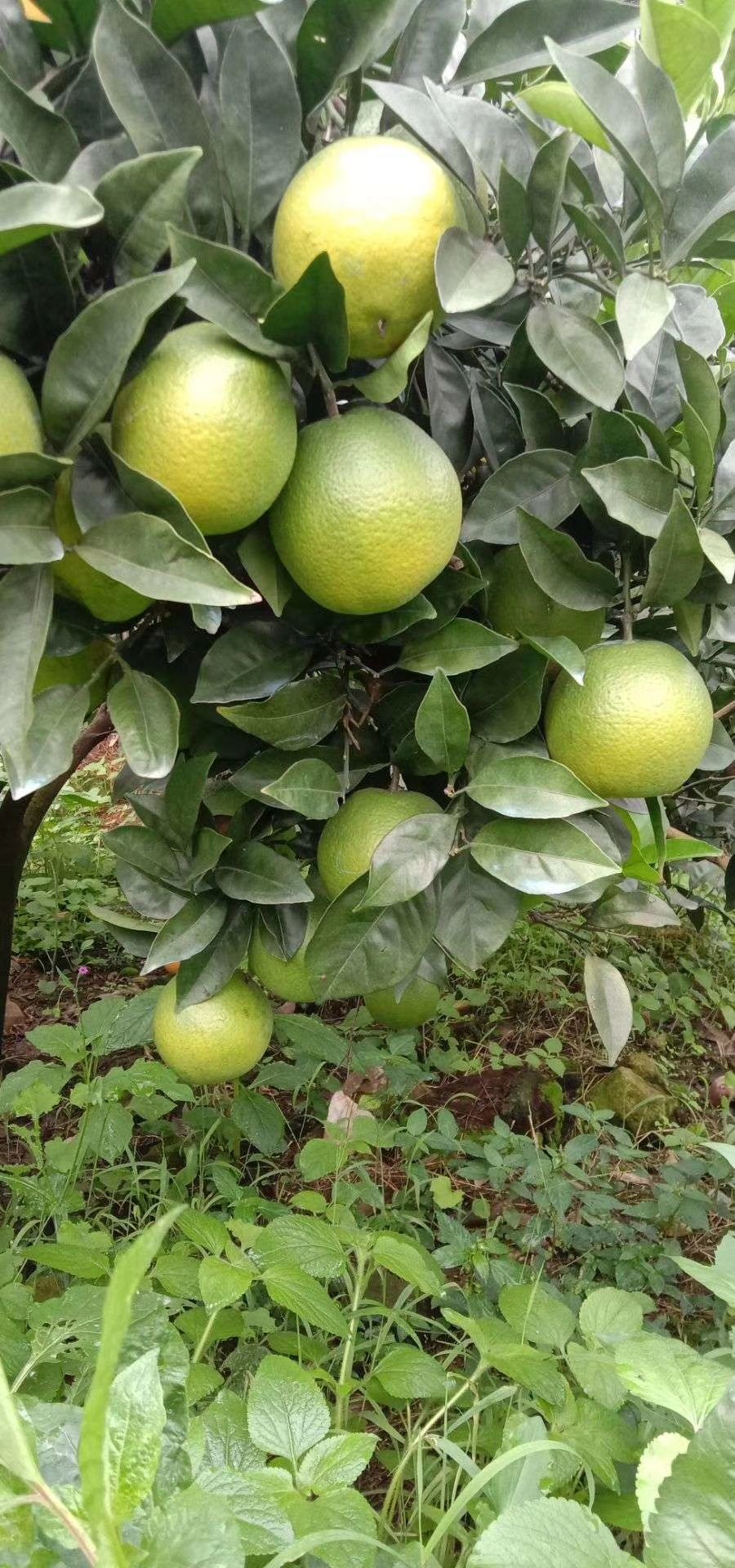 纽荷尔脐橙苗  纽荷尔脐橙（裸、杯）苗、苗木健壮、无 病虫害