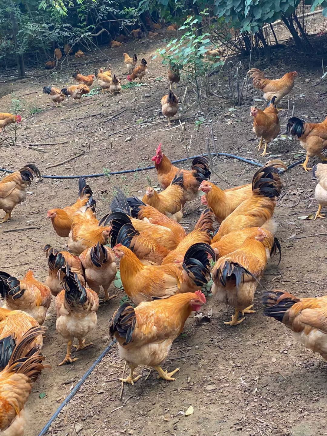 三黄鸡 靓货任走山领南黄5.34重无烂鸡