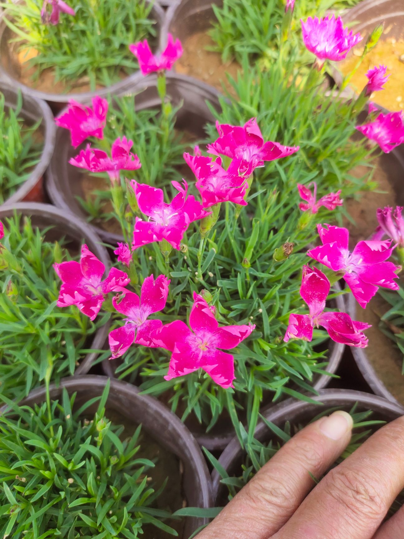 双色盆欧石竹 欧石竹产地 大杯欧石竹 欧石竹价格 花期长的花