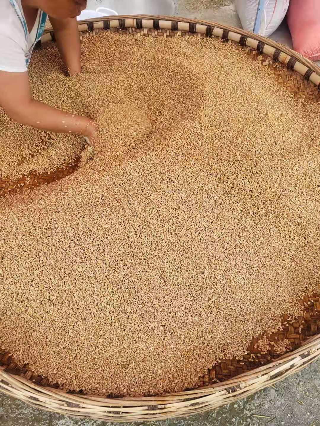 挂面  白泥面条，织金白泥面条，花青树面条，，送亲戚，送朋友