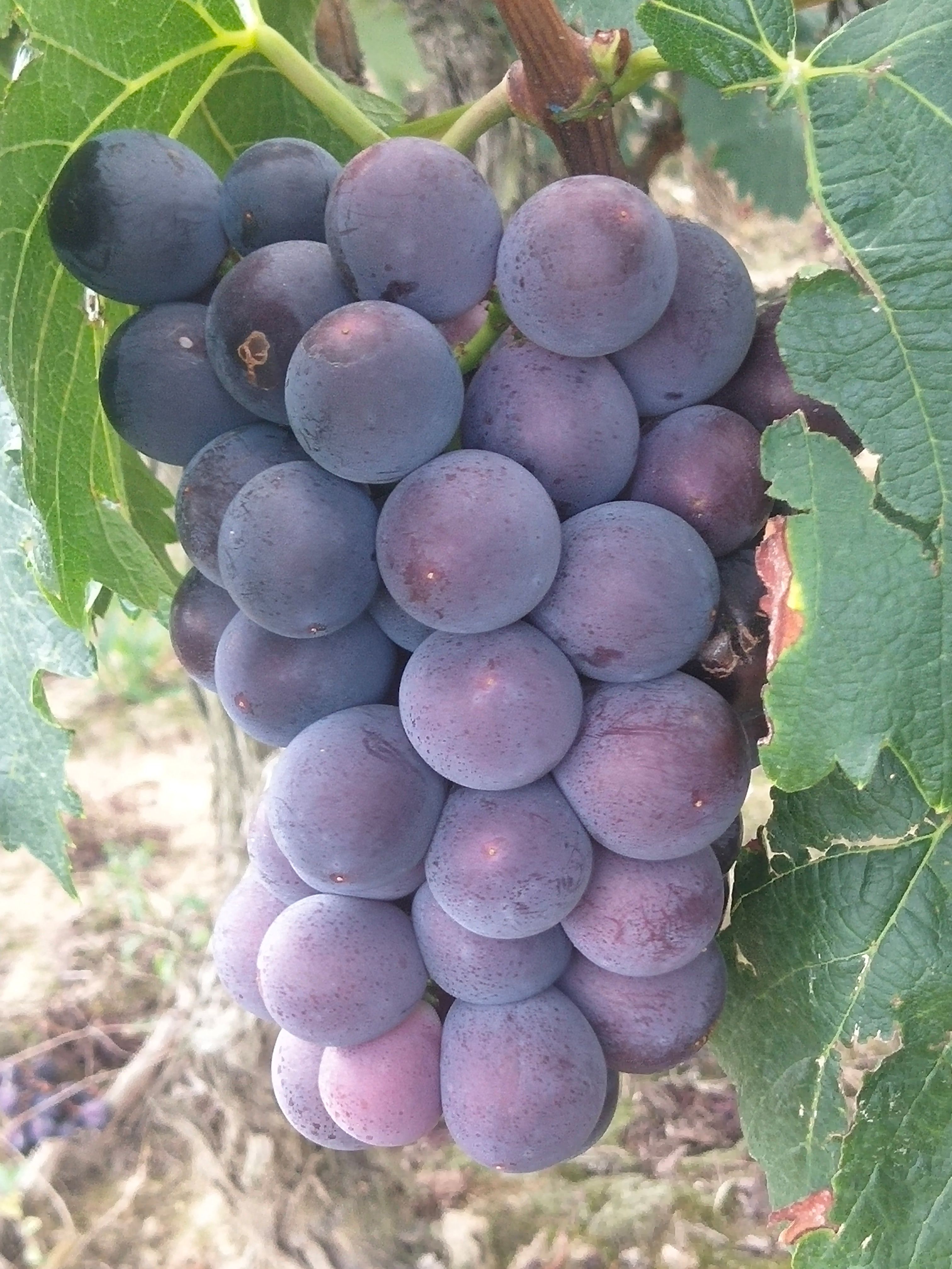 新上市头摘露天千亩果园，皮薄肉多，口感好