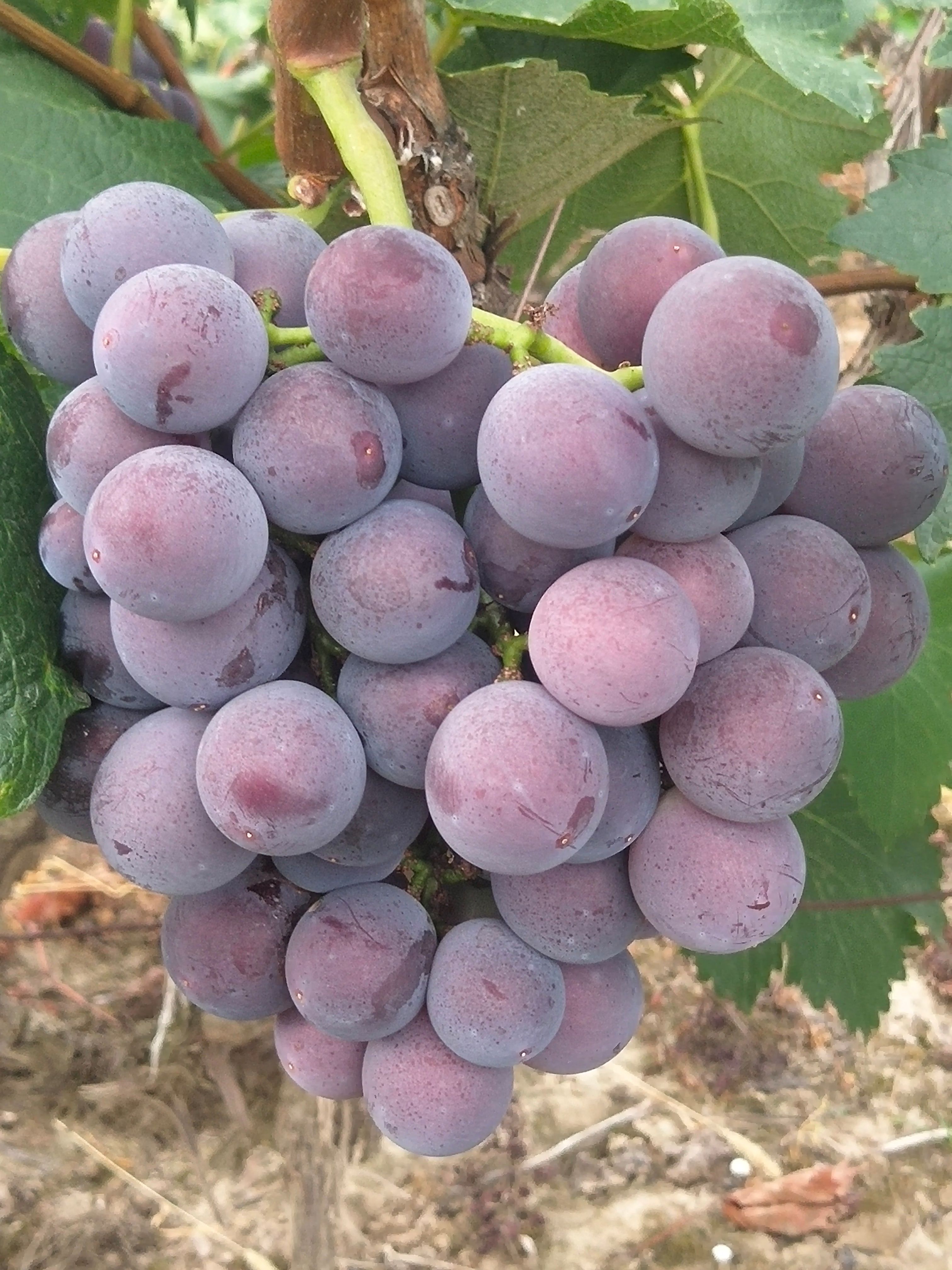 新上市头摘露天千亩果园，皮薄肉多，口感好