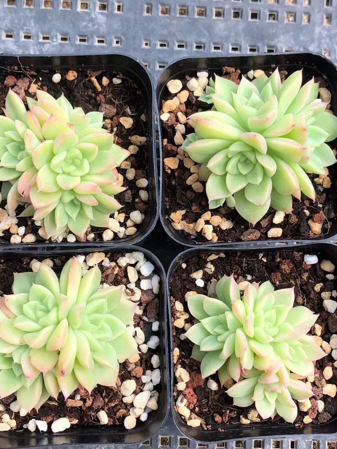 多肉植物 每日一推[勾引]【1234】6.5公分盆对比韩麦群30起25