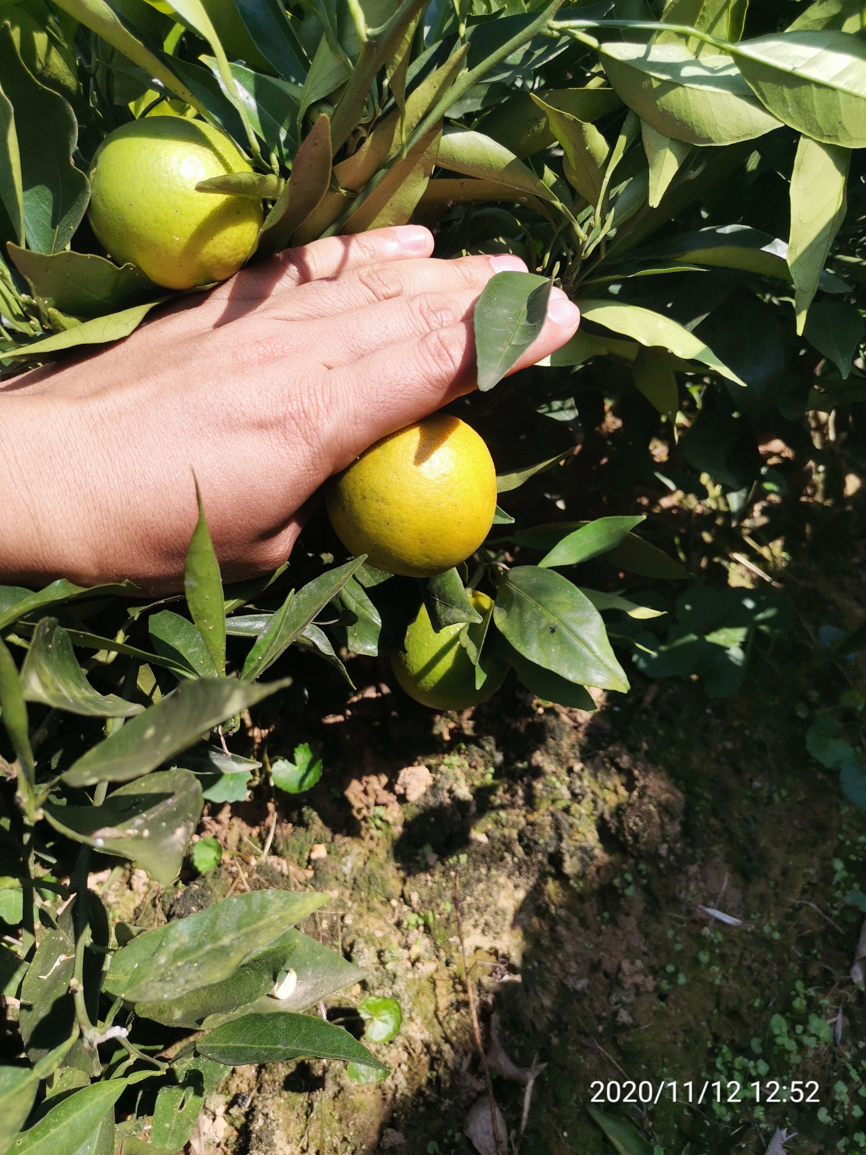 长叶香橙枝条，产地品种、放心购买。