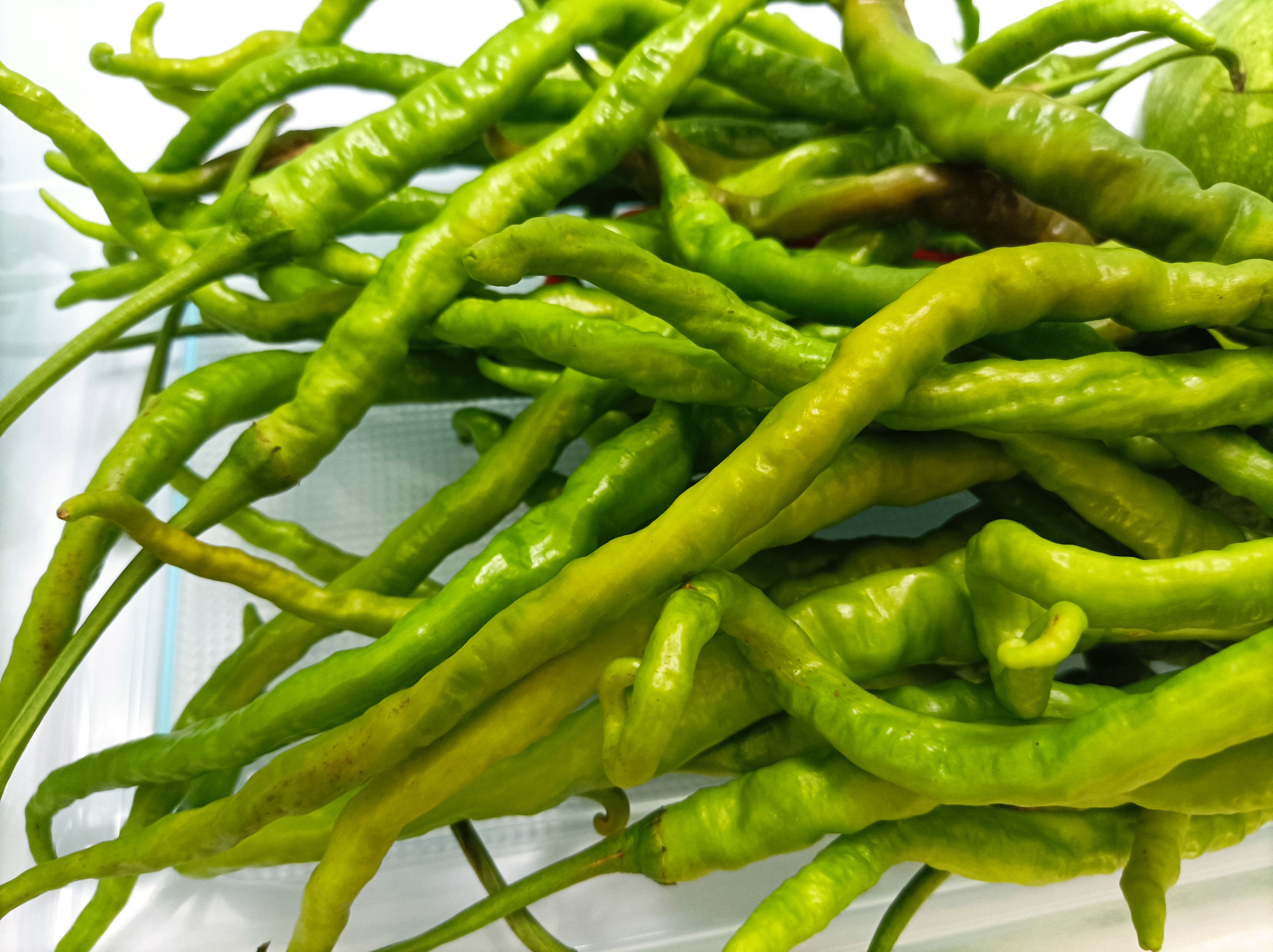 皱皮椒  贵州大方皱椒辣椒线椒种植基地批发零售