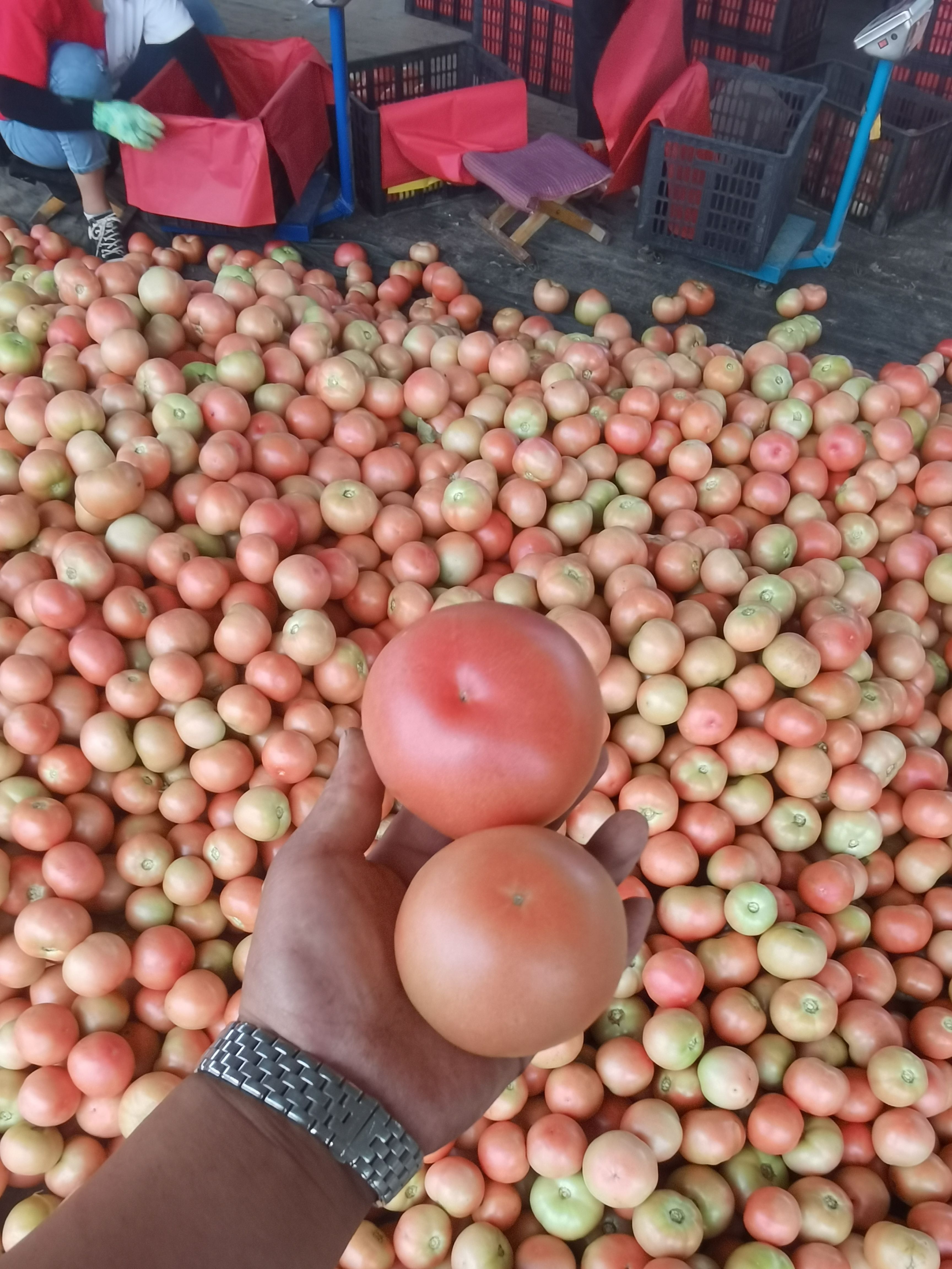 硬粉西红柿大红西红柿代收代发产地山东莘县河店镇