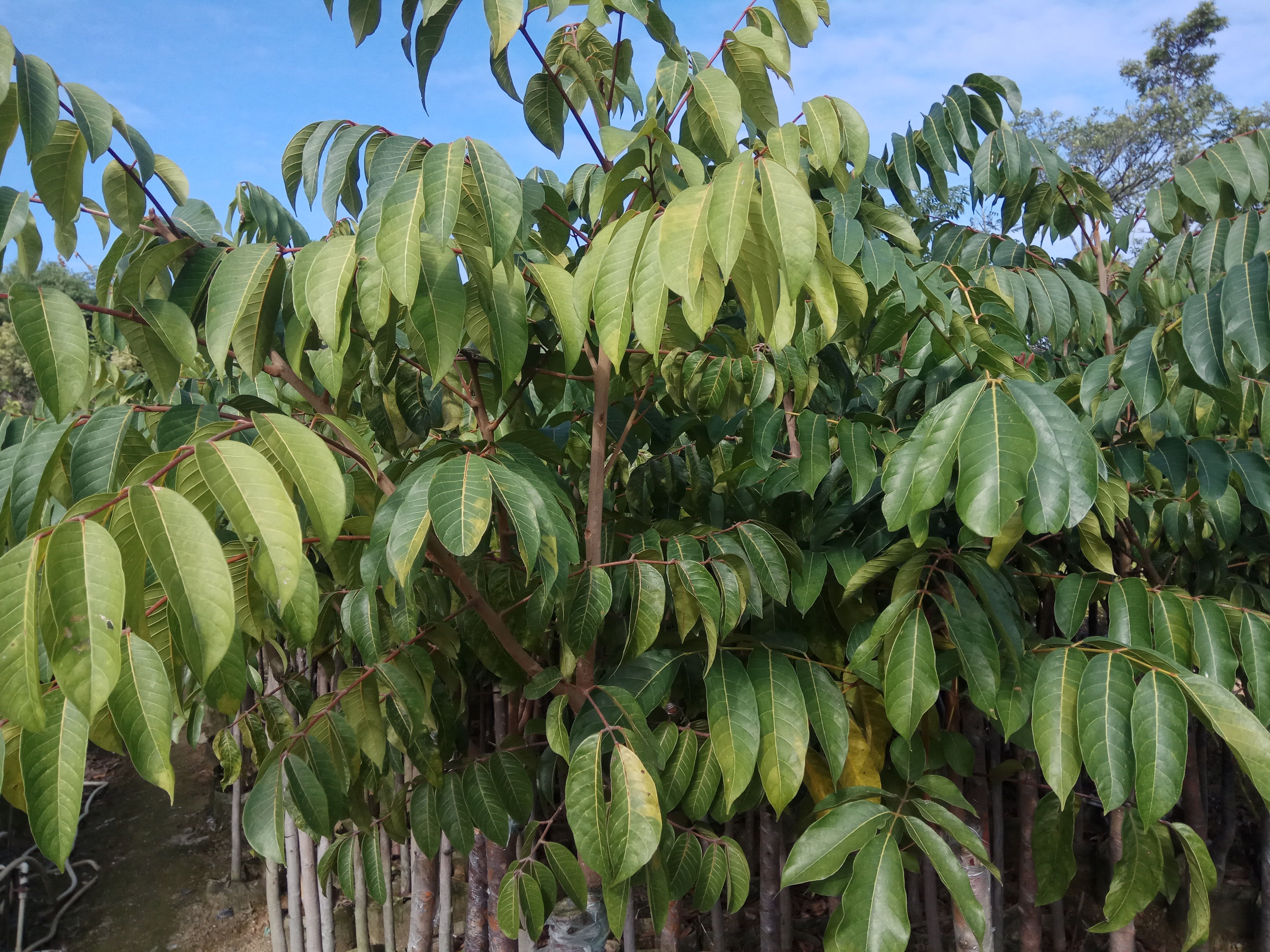青橄榄苗  潮汕三棱橄榄乌袋白布袋