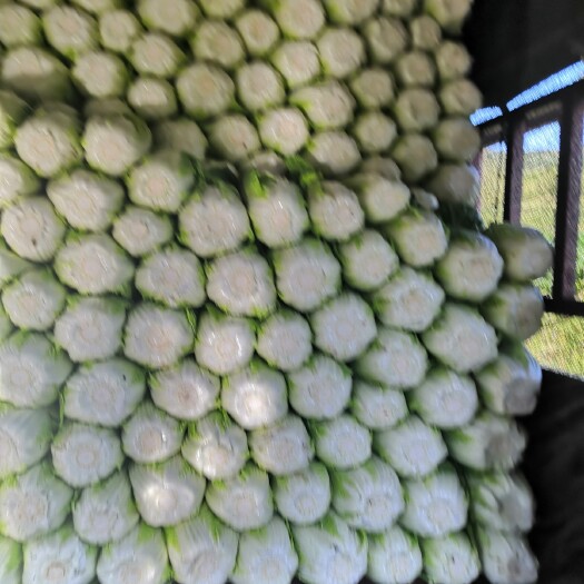 蔚县 黄心大白菜，产地直销
