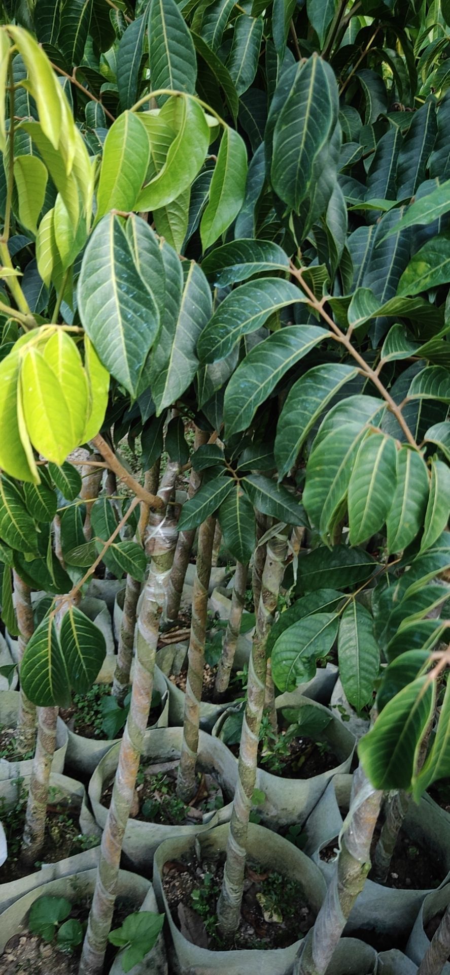 青橄榄苗  潮汕三棱橄榄乌袋白布袋