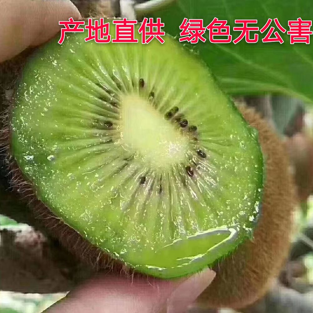 陕西周至翠香猕猴桃现摘现发新鲜包邮坏果包赔支持一件代发
