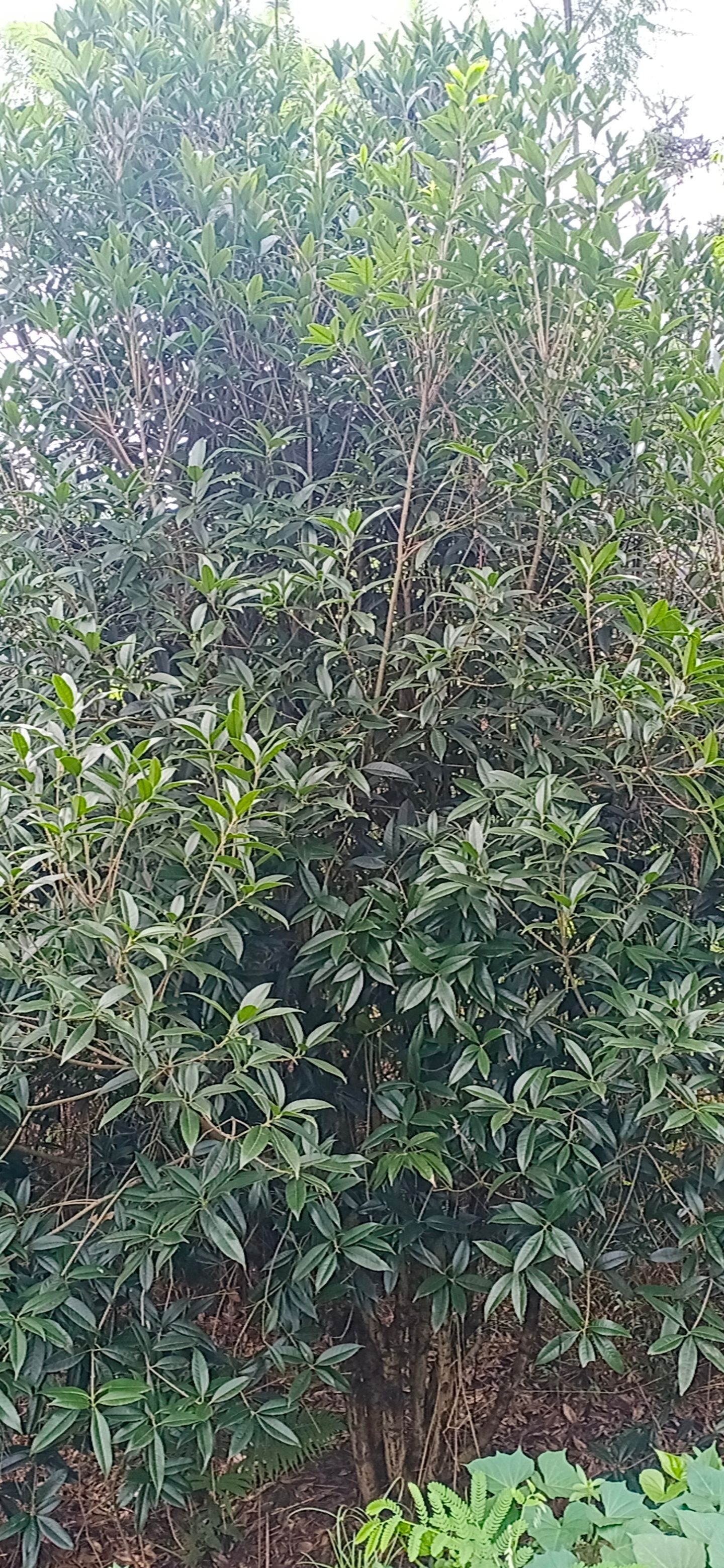  丛生丹桂