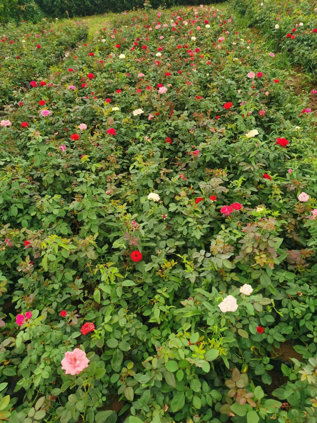 大花月季丰花月季红帽月季地被月季杯苗