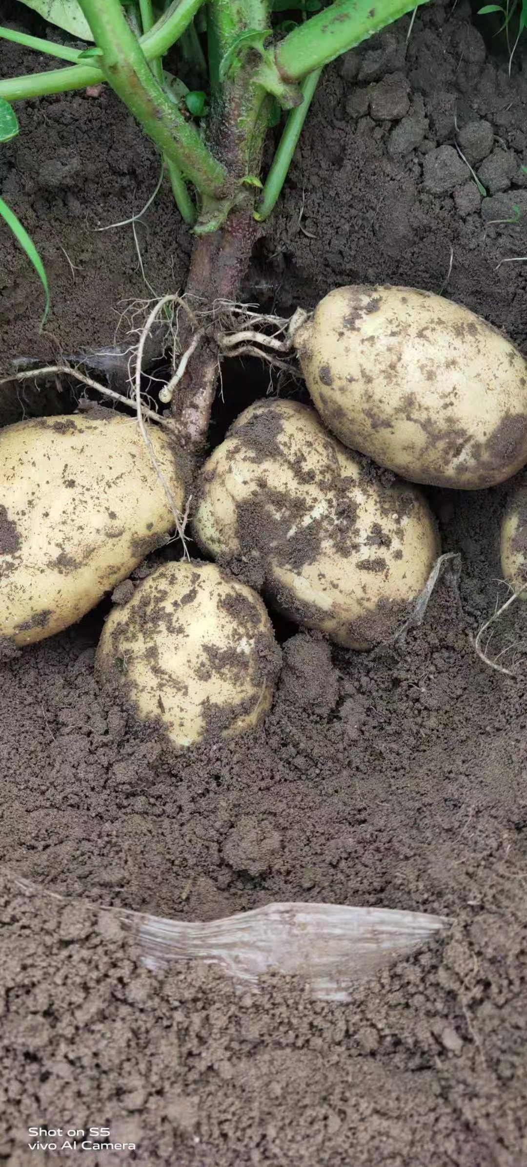 吉林土豆-优金885荷兰15系列大量上市供应全国