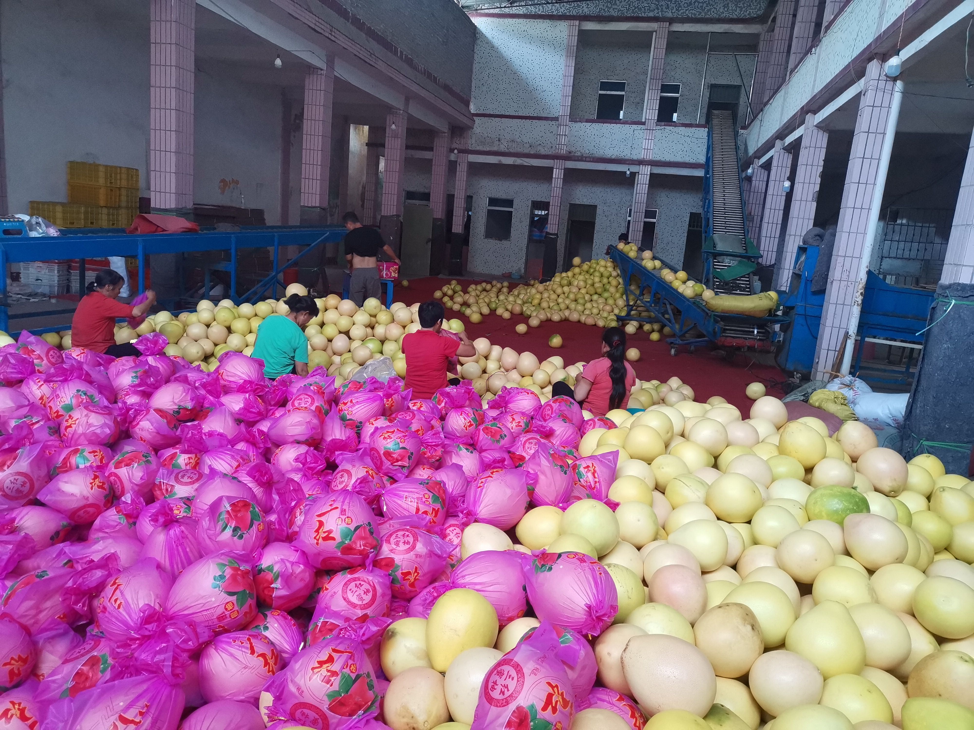 三红柚  三红肉蜜柚梅州农家柚