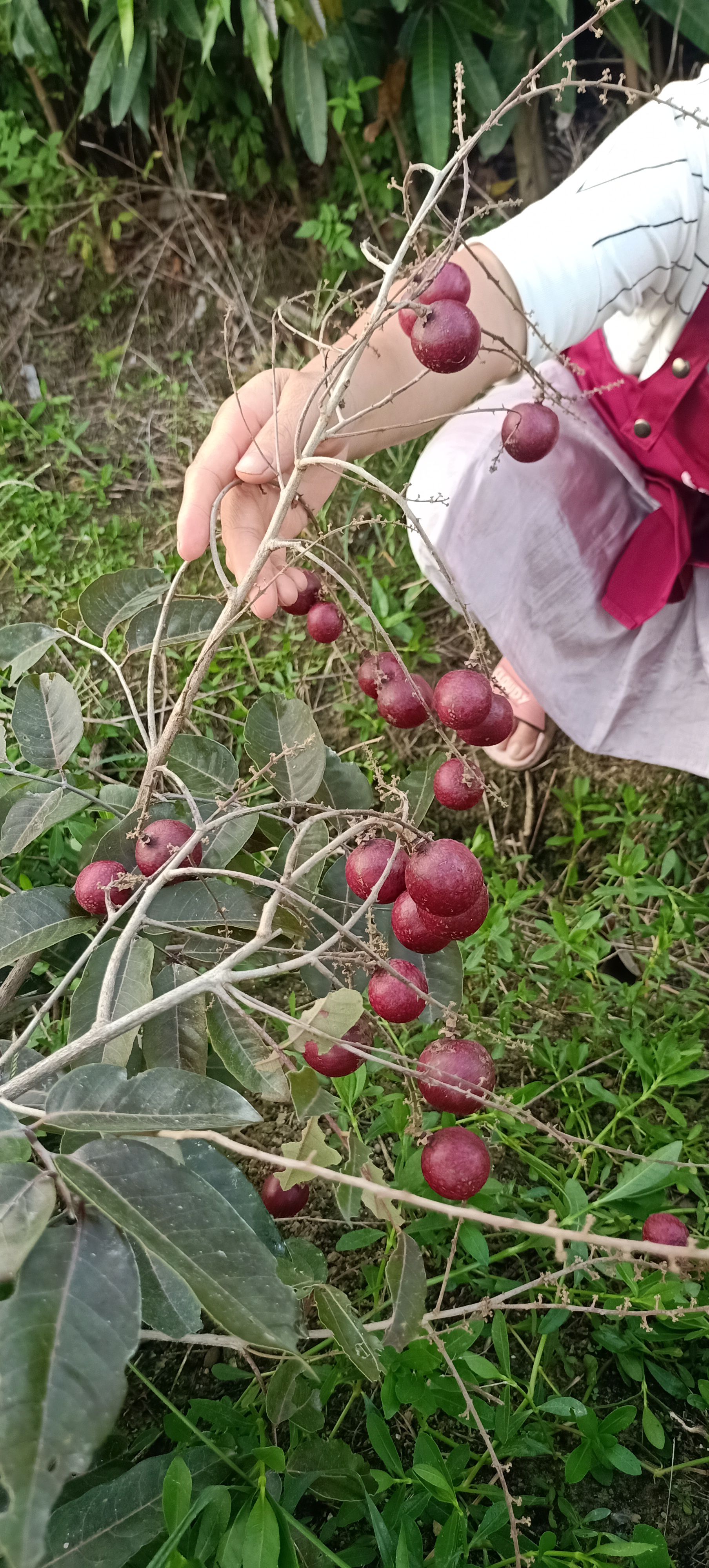 红壳龙眼苗 【品种包邮】红皮龙眼苗广西玉林高产果甜大个易挂果