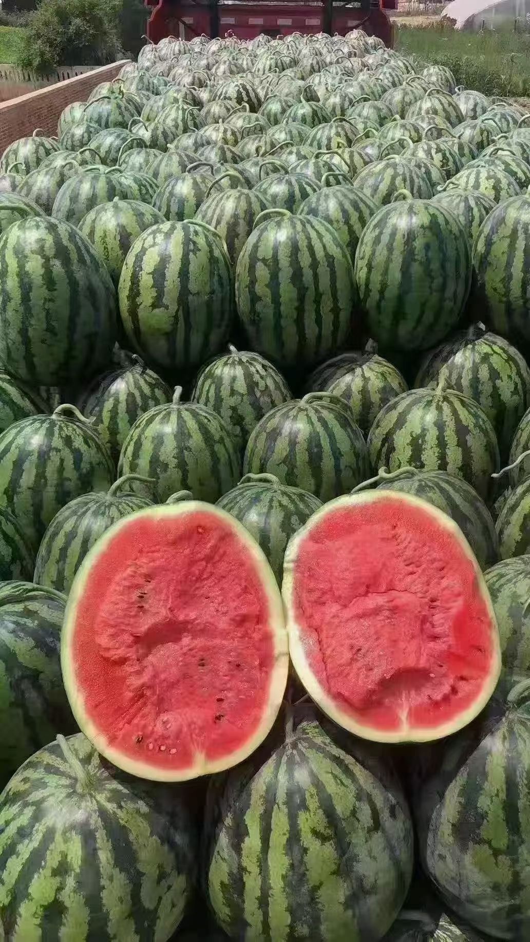 早酥红梨 大荔水果供应