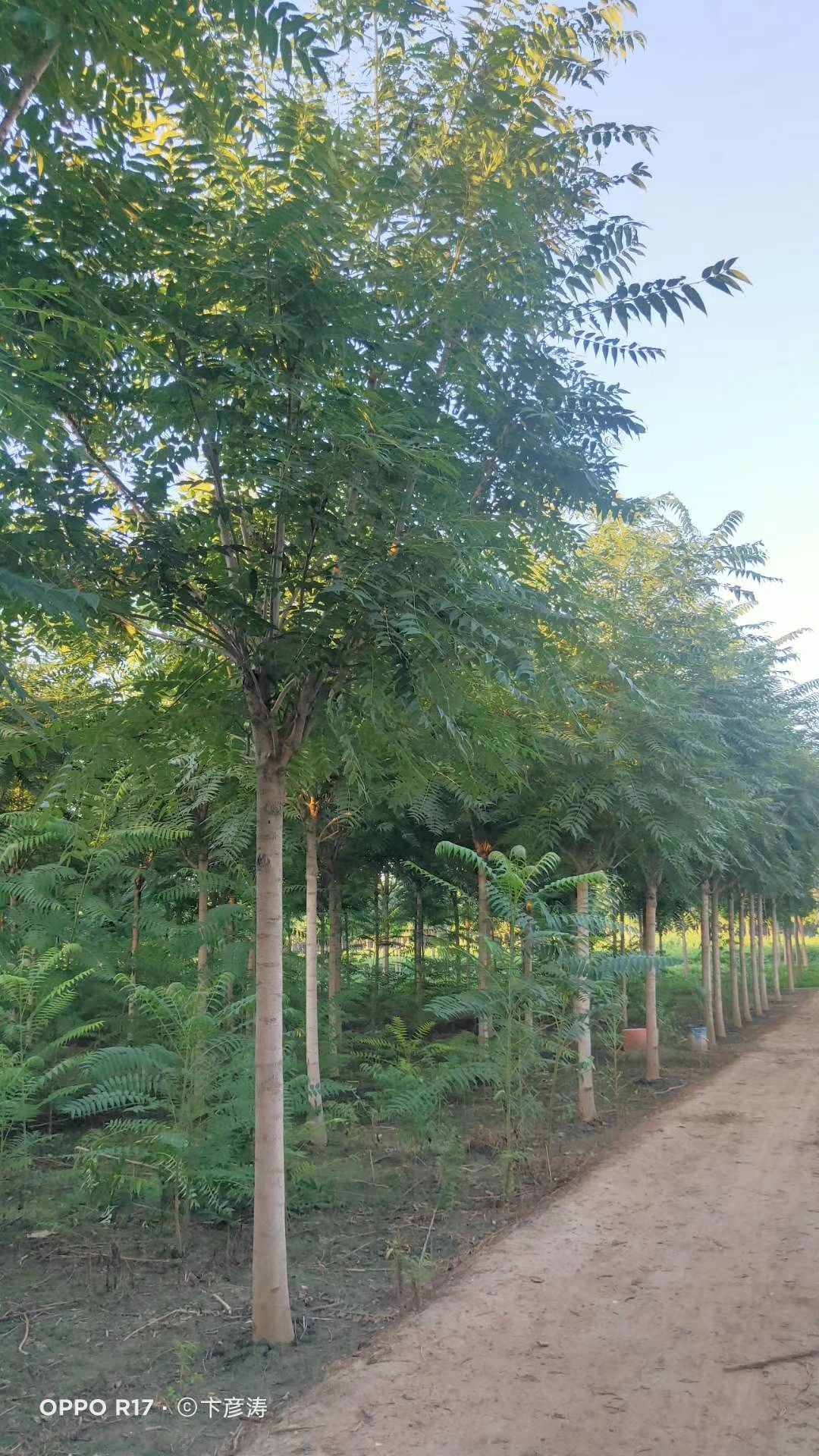 千头椿树  千头椿