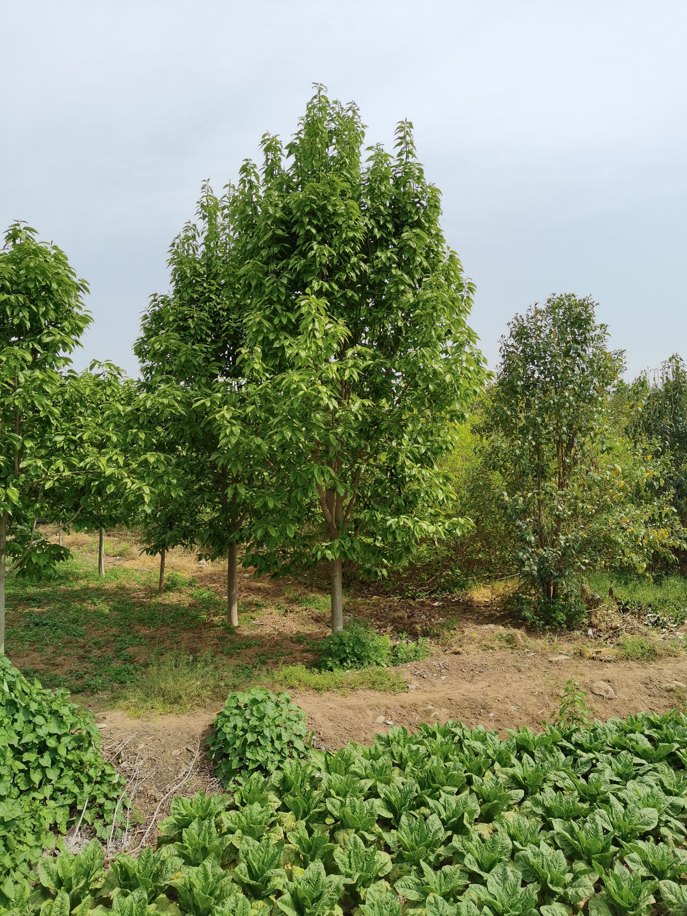 紫玉兰  精品玉兰