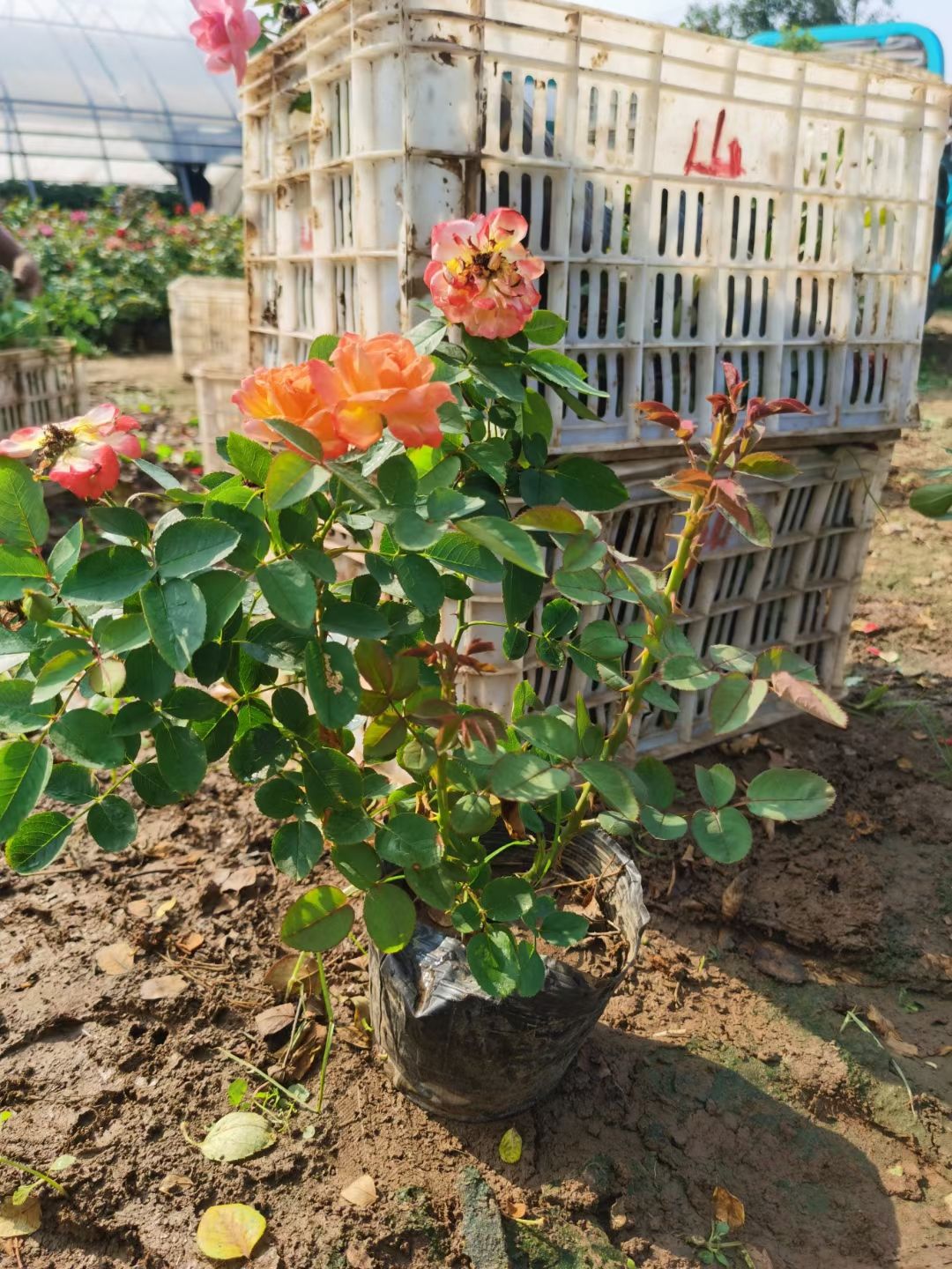 大花月季丰花月季红帽月季地被月季杯苗