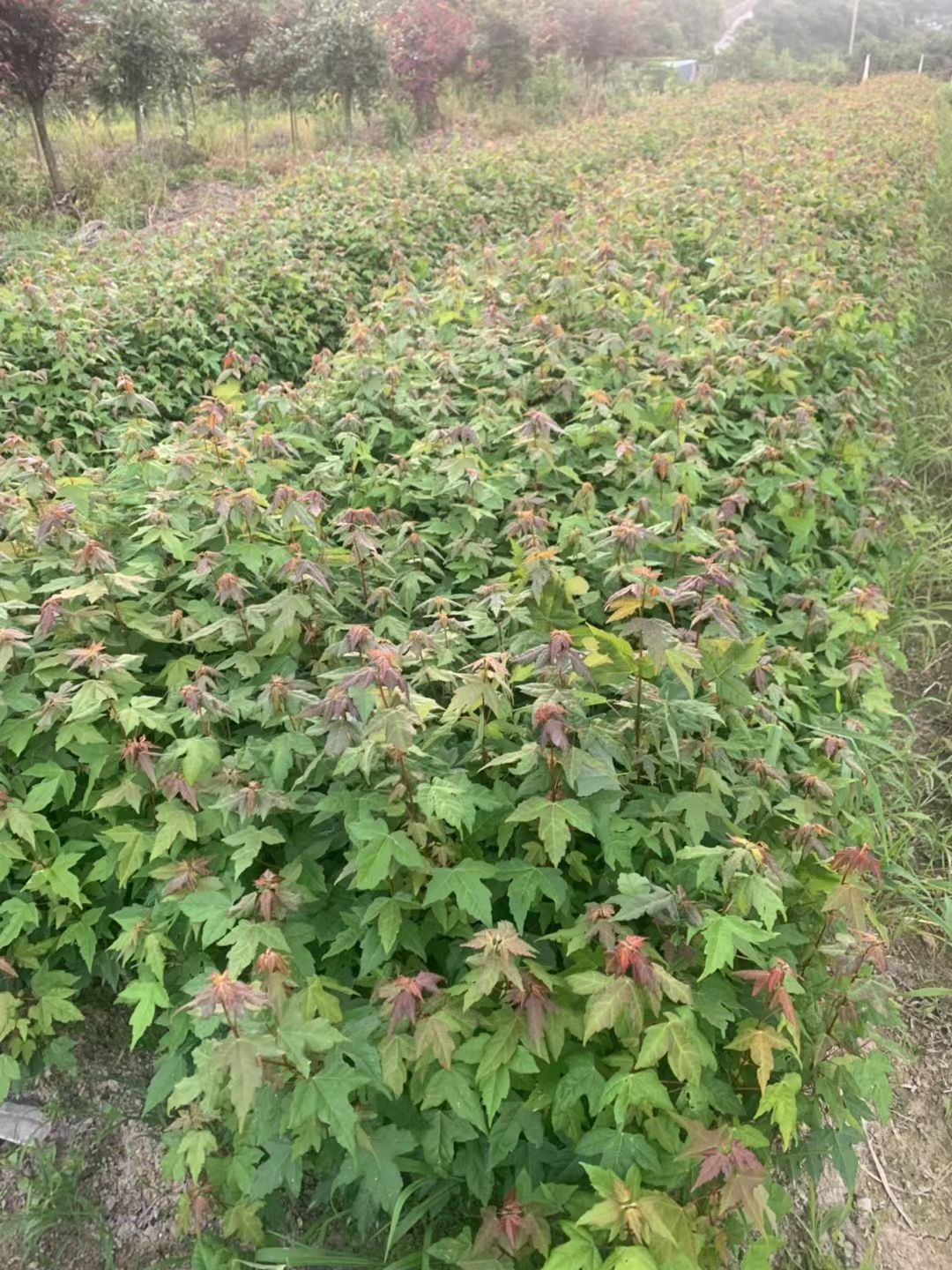  九江苗圃基地大量批发三角枫小苗，0.5－2公分三角枫小苗基地