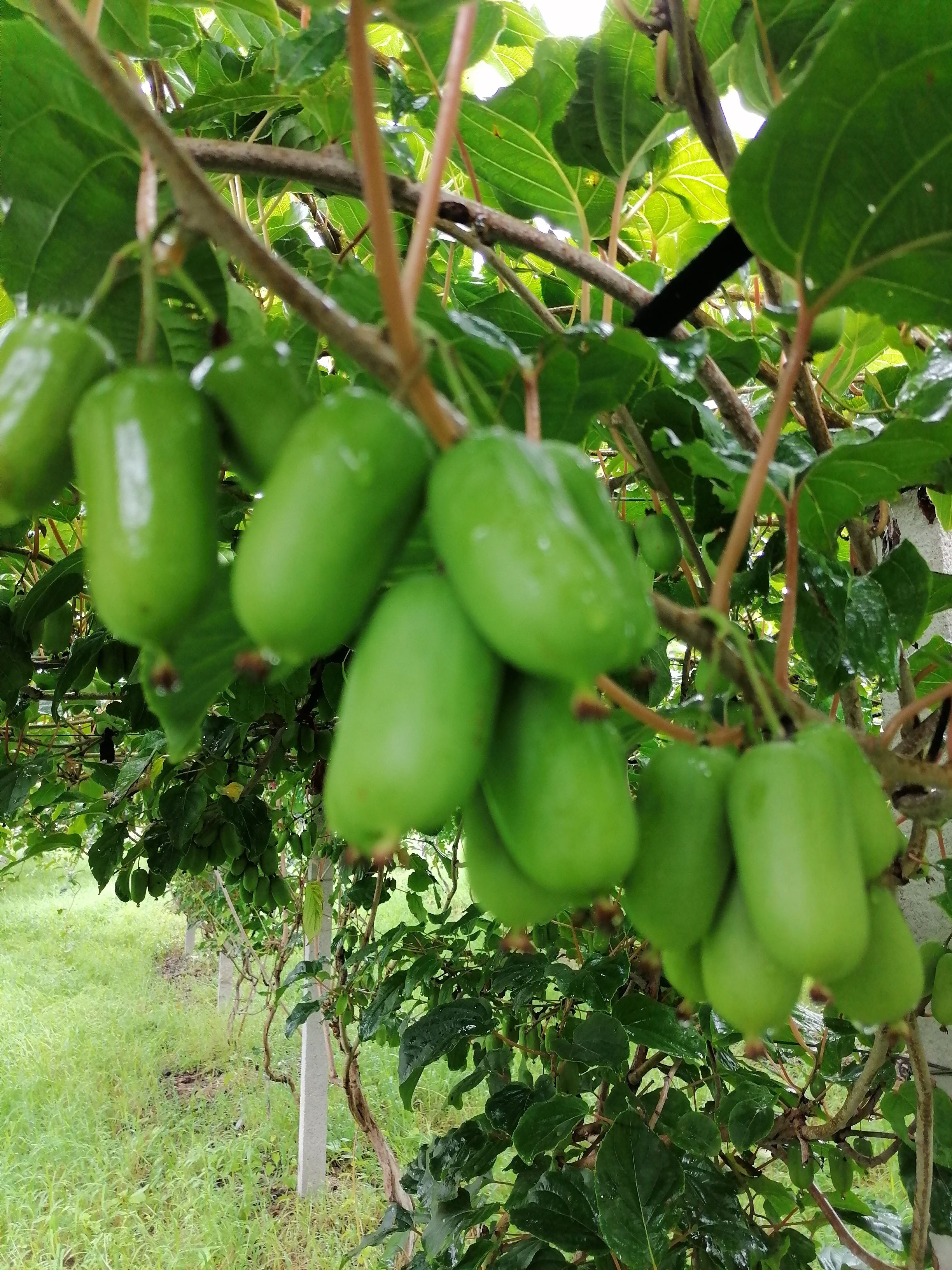 龙城二号软枣猕猴桃，威海园产，生长期长，果大，糖度高，